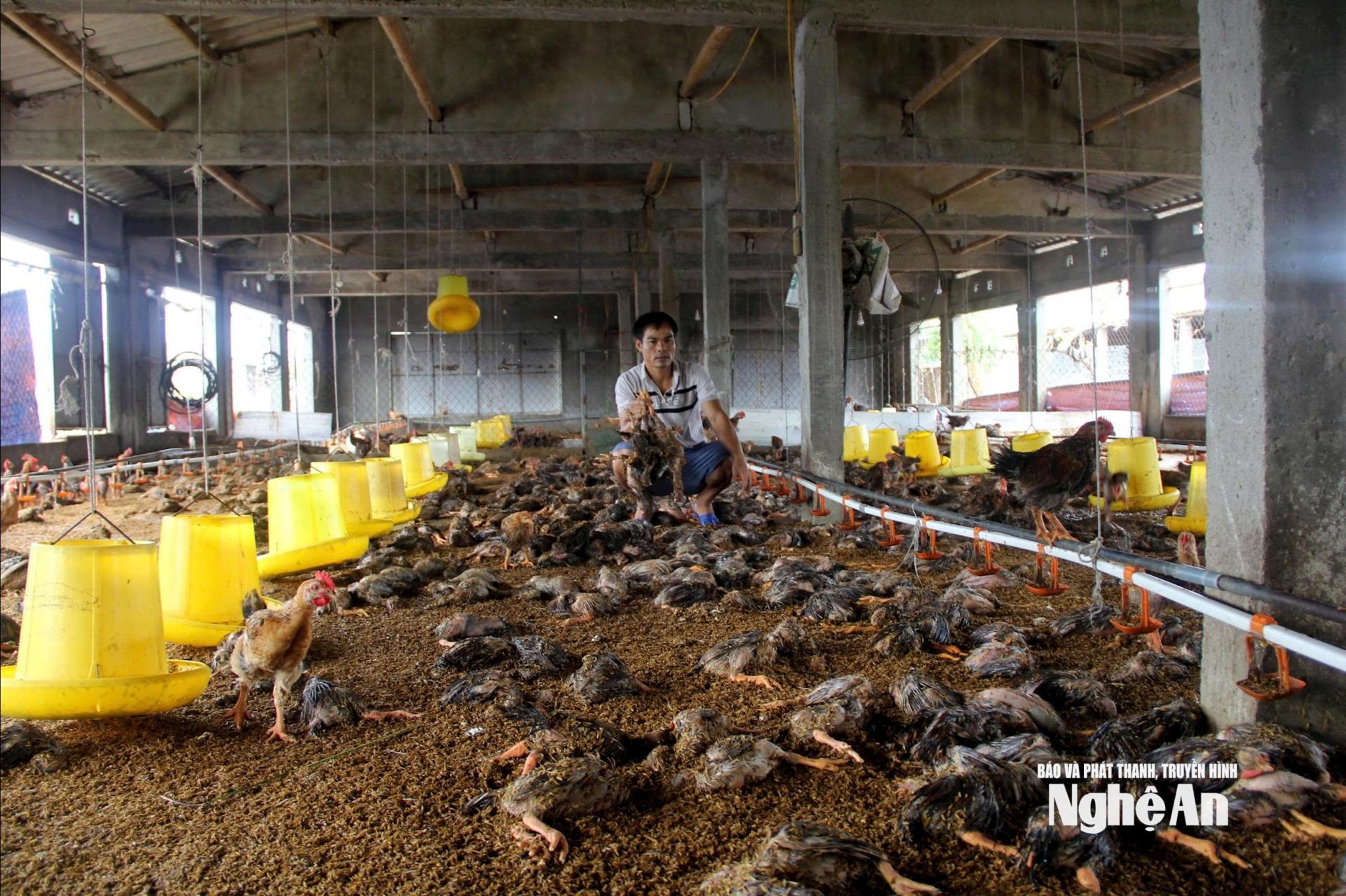 Hàng ngàn gia cầm tại xã An Châu bị chết sau bão số 10. Ảnh: Q.A