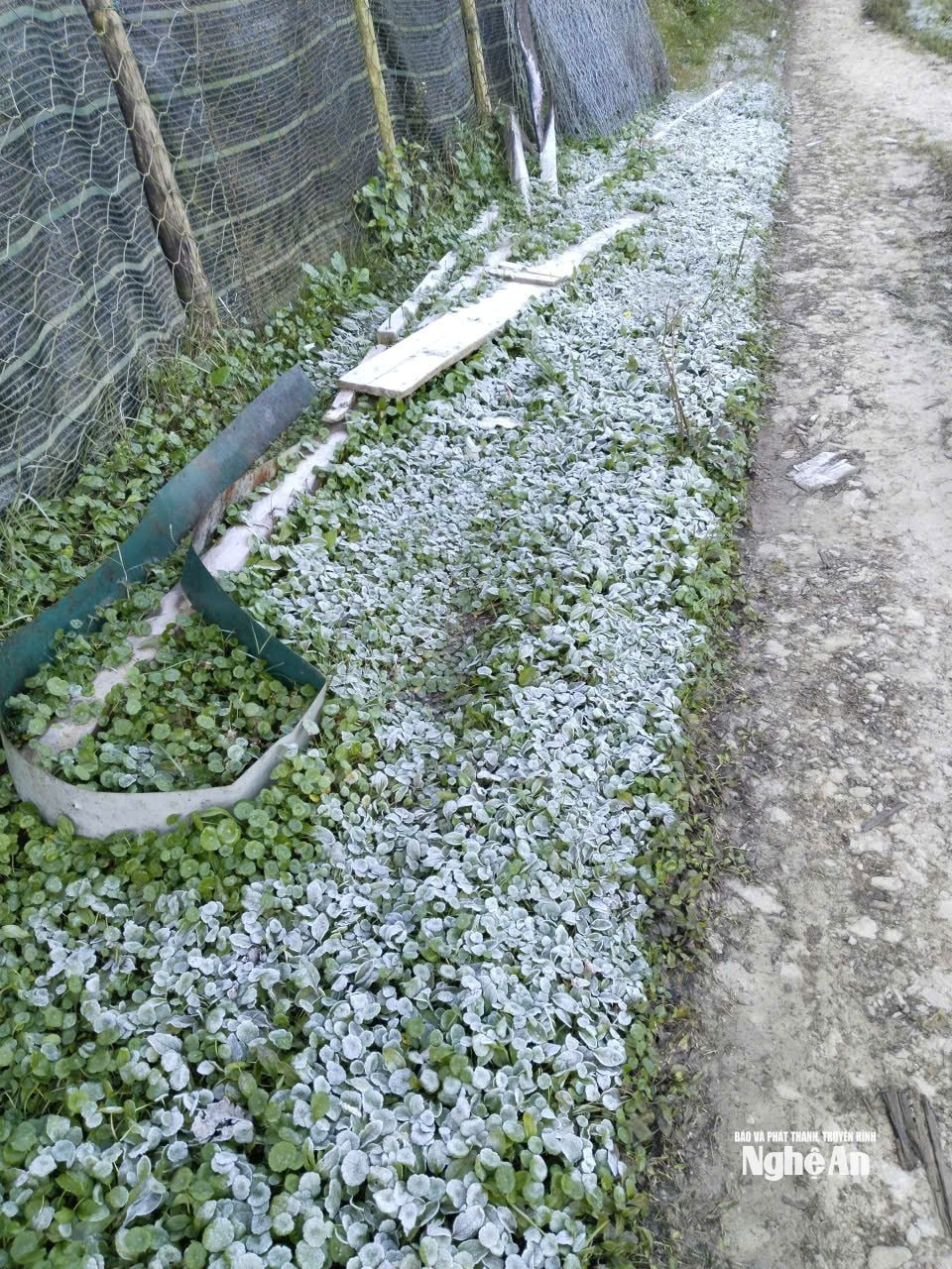 Băng giá phủ trắng cây cối. Ảnh: Hải Thượng