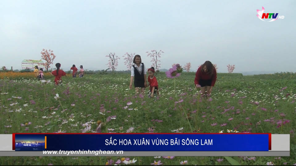 Sắc hoa xuân vùng bãi Sông Lam
