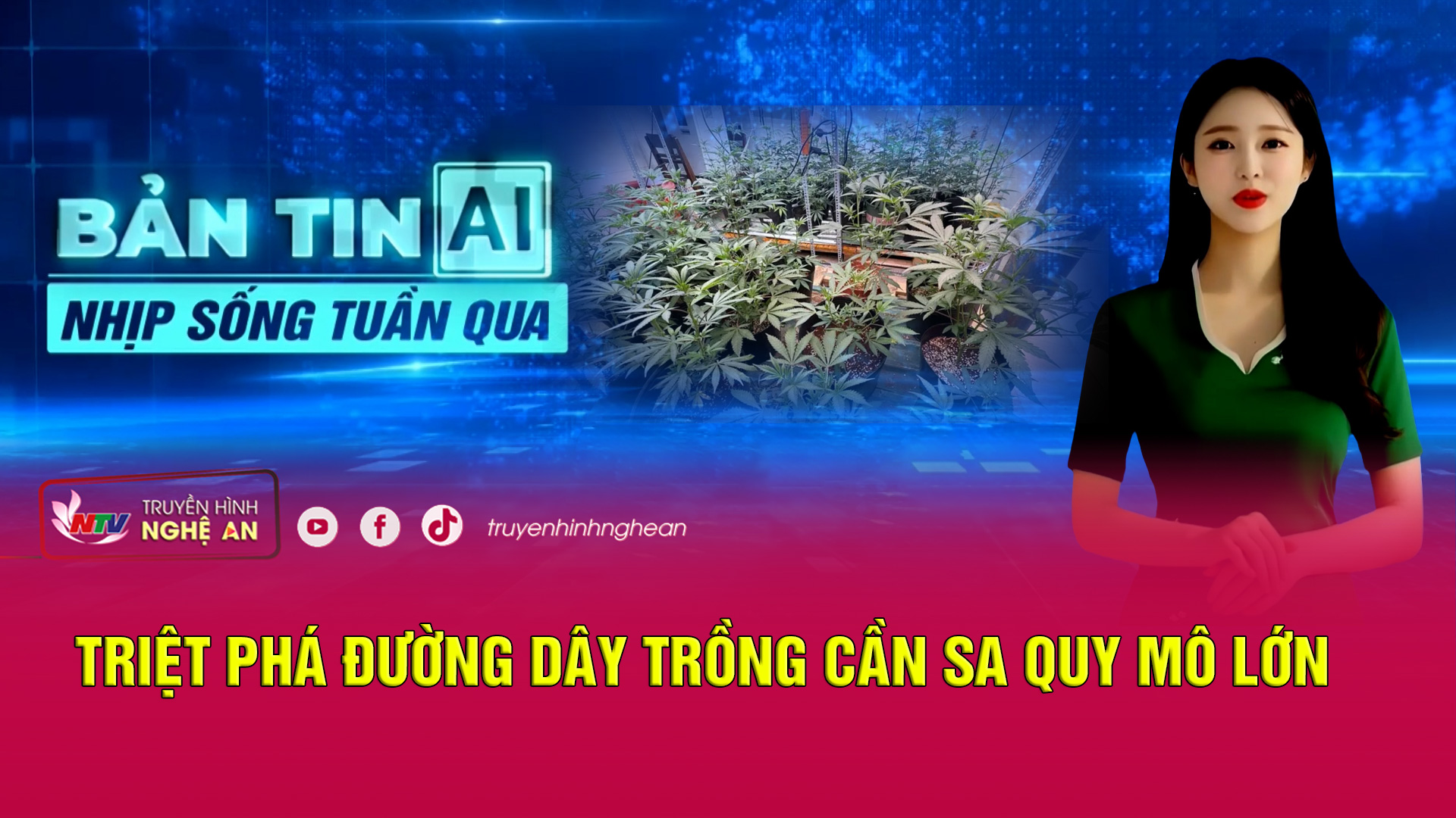 Bản tin AI - Nhịp sống tuần qua: Triệt phá đường dây trồng cần sa quy mô lớn