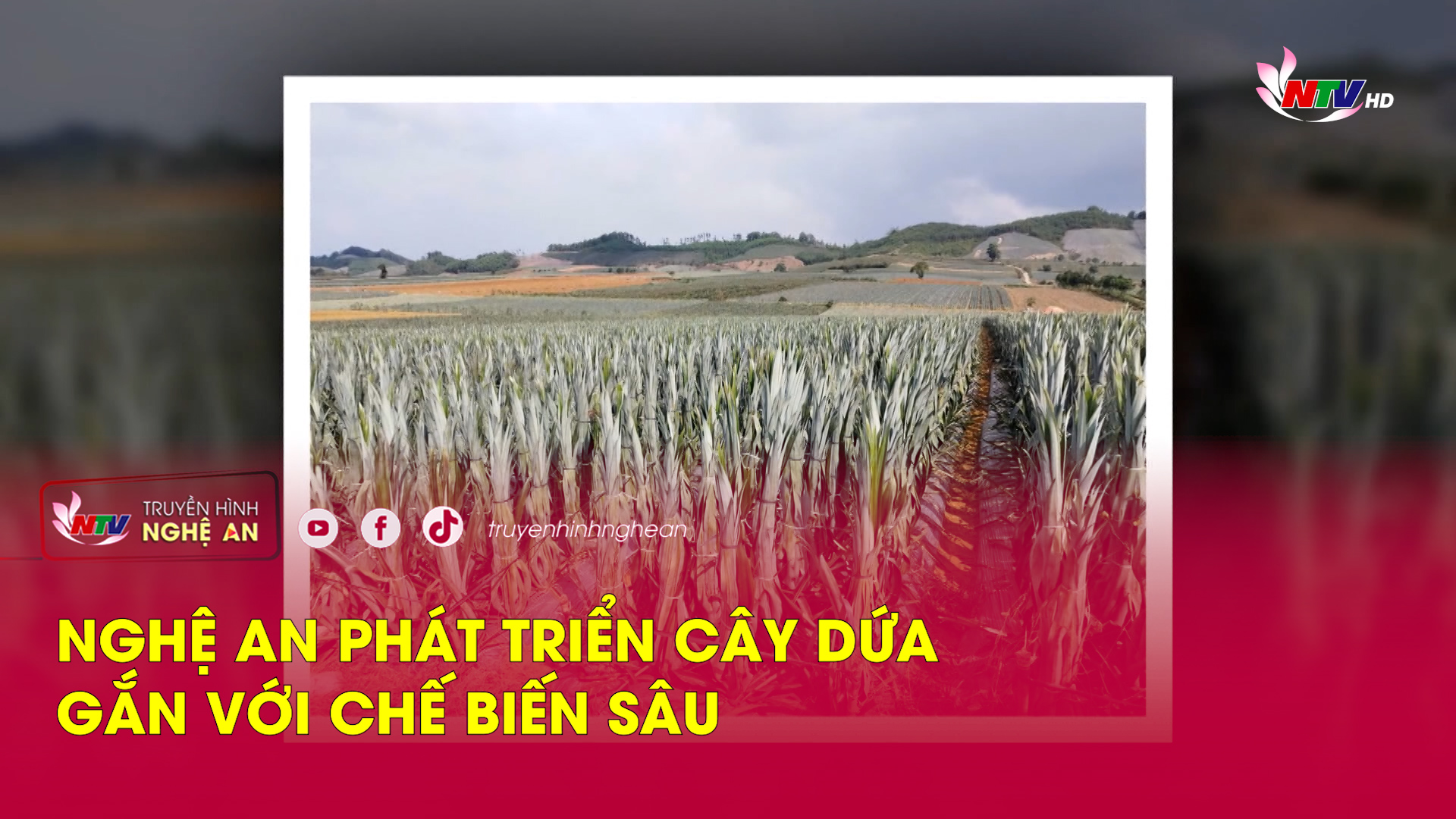 Nghệ An phát triển cây dứa gắn với chế biến sâu