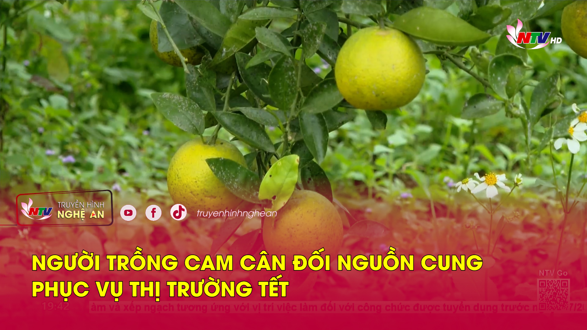 Người trồng cam cân đối nguồn cung phục vụ thị trường Tết