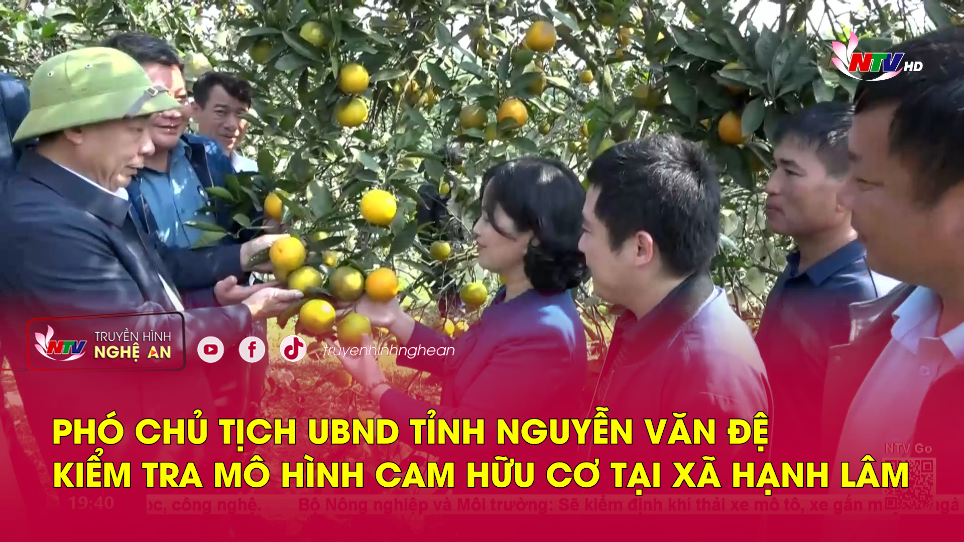 Phó Chủ tịch UBND tỉnh Nguyễn Văn Đệ kiểm tra mô hình cam hữu cơ tại xã Hạnh Lâm