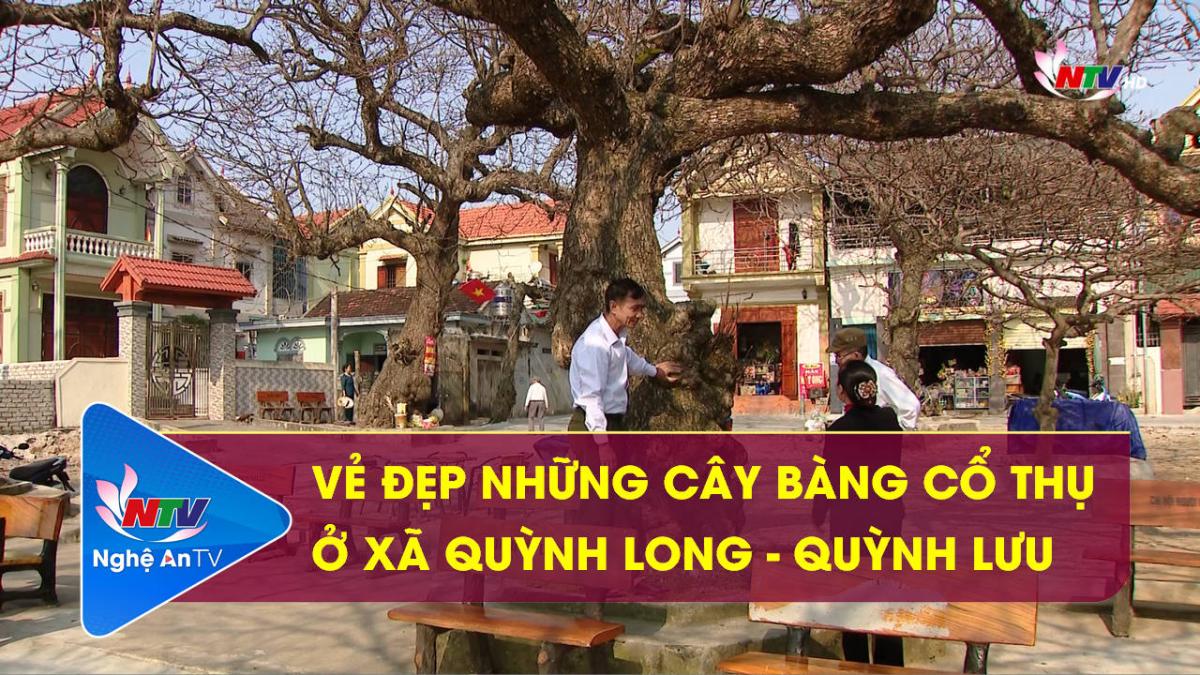 Vẻ đẹp những cây bàng cổ thụ ở xã Quỳnh Long - Quỳnh Lưu