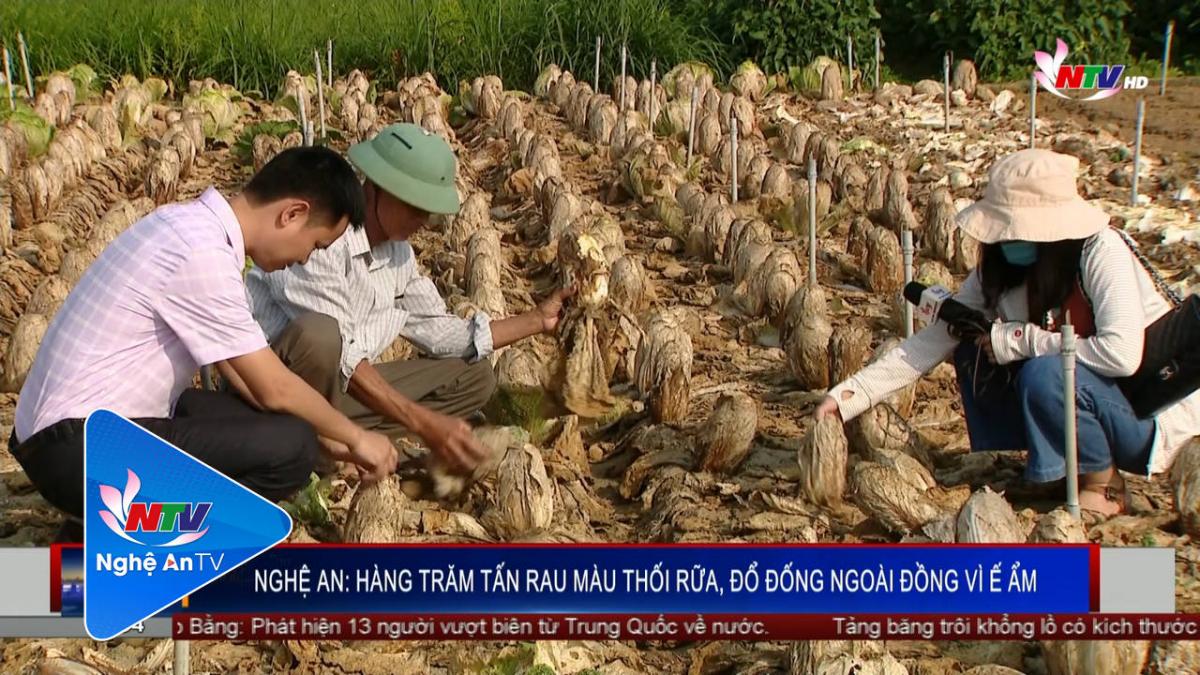 Nghệ An: Hàng trăm tấn rau màu thối rữa, đổ đống ngoài đồng vì ế ẩm