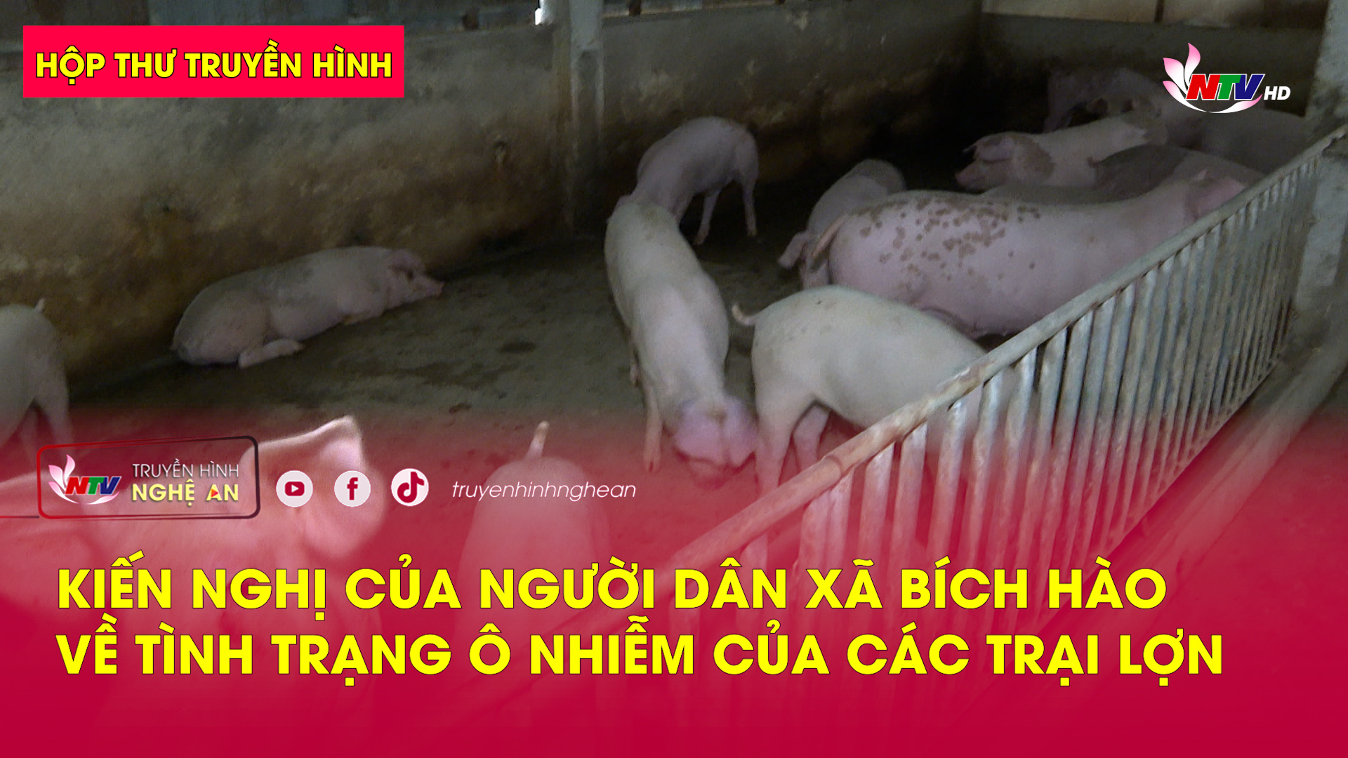 Hộp thư truyền hình: Kiến nghị của người dân xã Bích Hào về tình trạng ô nhiễm của các trại lợn