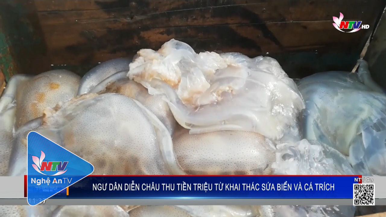 Ngư dân Diễn Châu thu tiền triệu từ khai thác sứa biển và cá trích