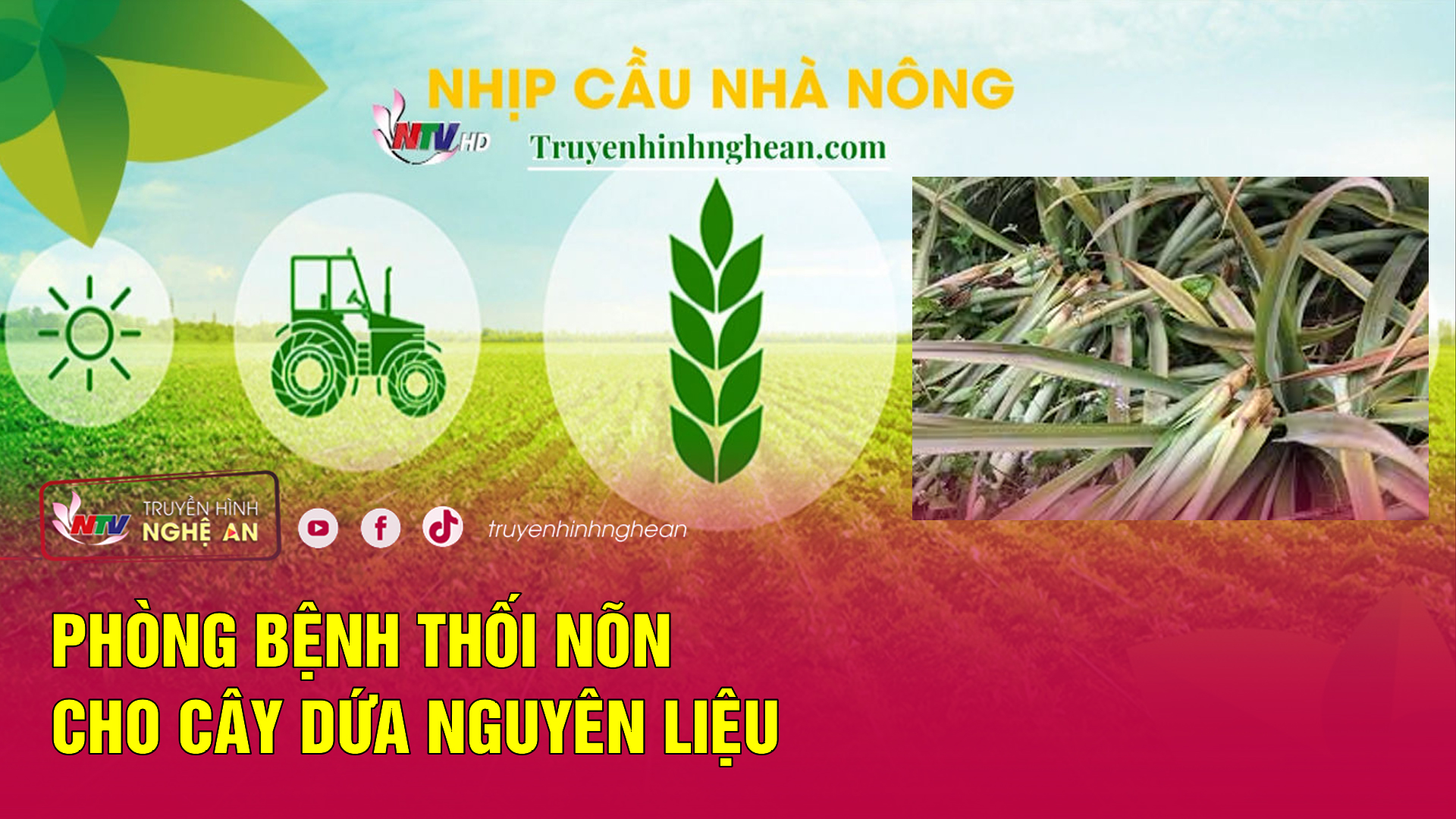 Nhịp cầu nhà nông: Phòng bệnh thối nõn cho cây dứa nguyên liệu