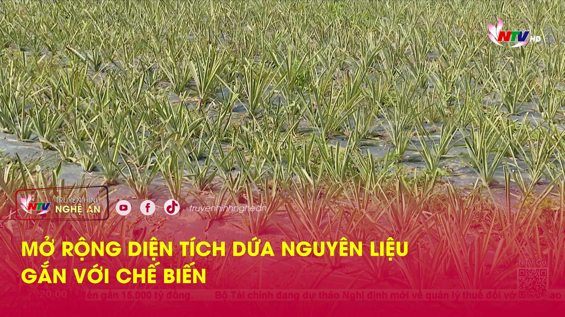 Mở rộng diện tích dứa nguyên liệu gắn với chế biến