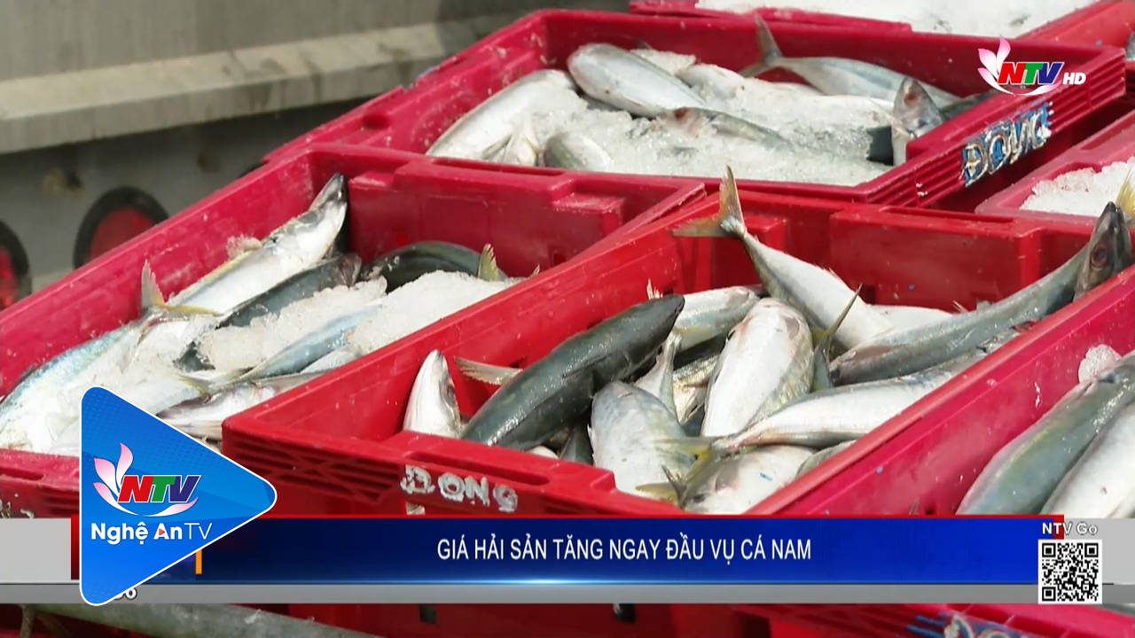 Giá hải sản tăng ngay đầu vụ cá Nam