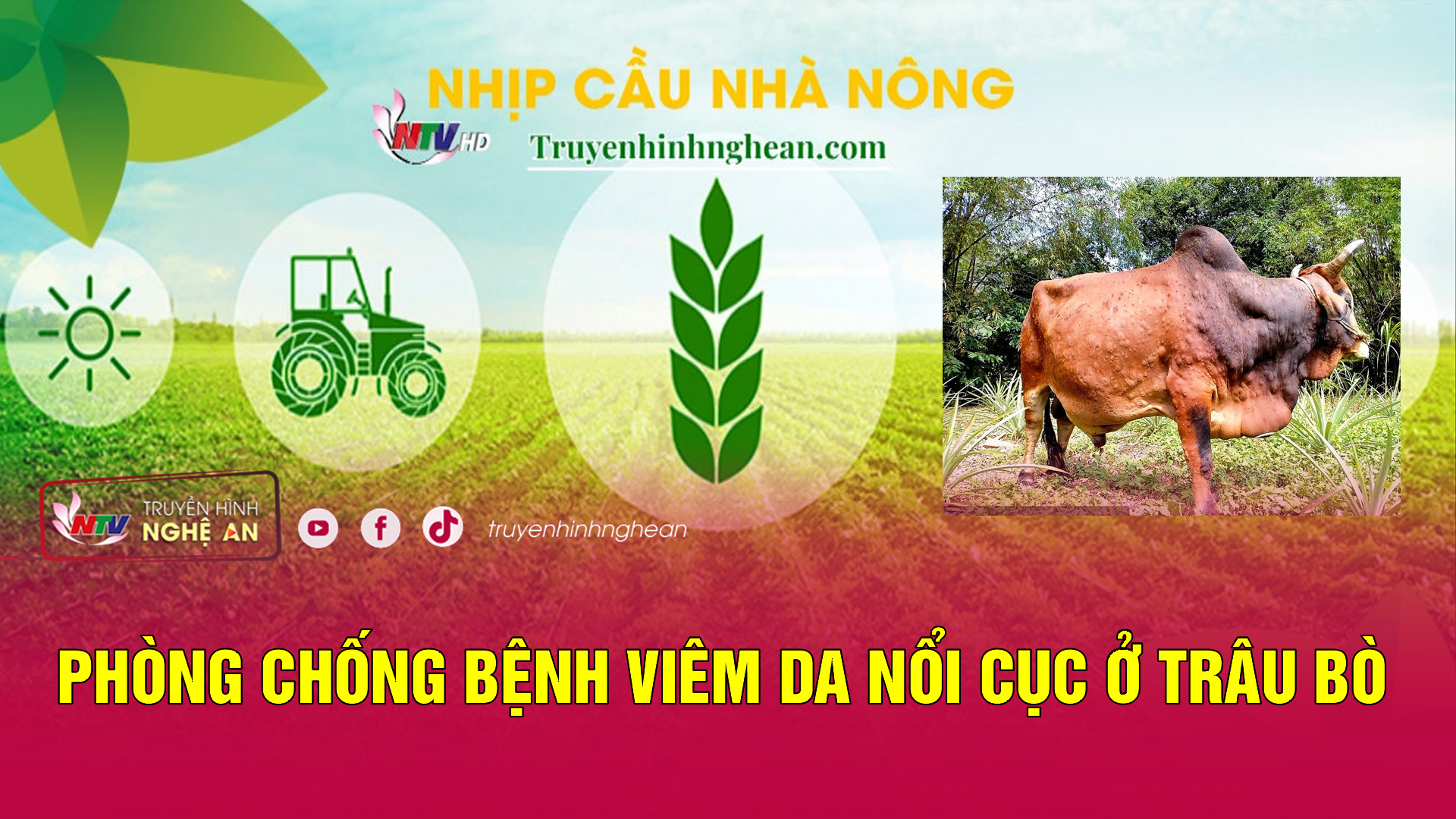 Nhịp cầu nhà nông: Phòng chống bệnh viêm da nổi cục ở trâu bò