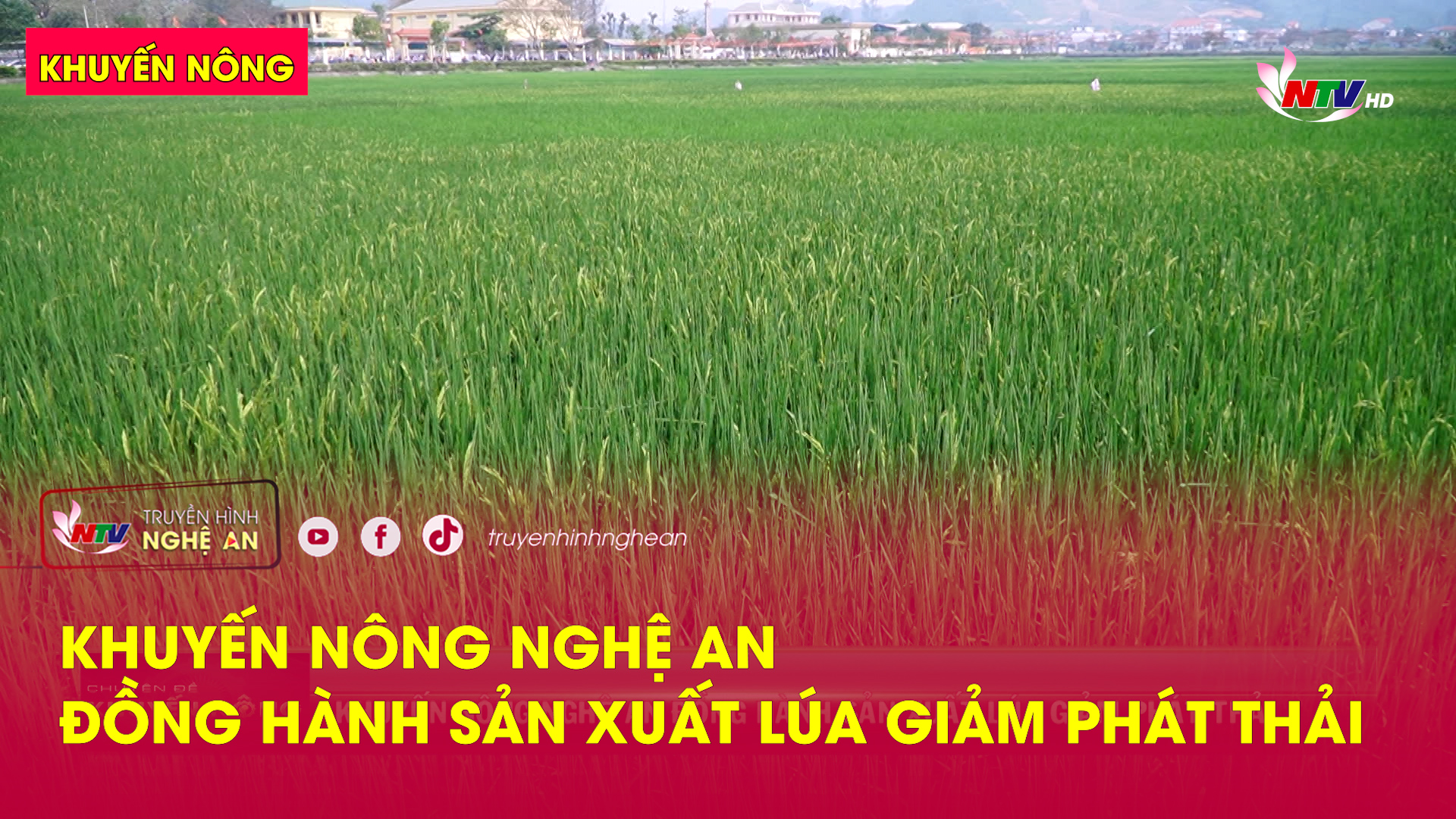 Khuyến nông: Khuyến nông Nghệ An đồng hành sản xuất lúa giảm phát thải