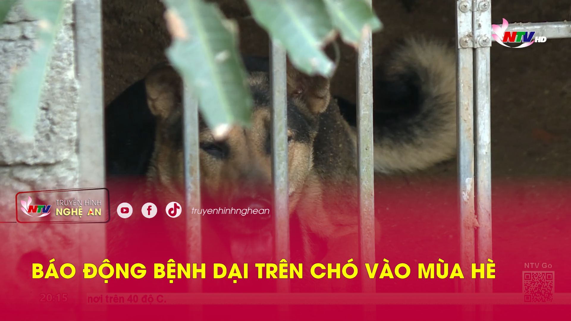 Báo động bệnh dại trên chó vào mùa hè