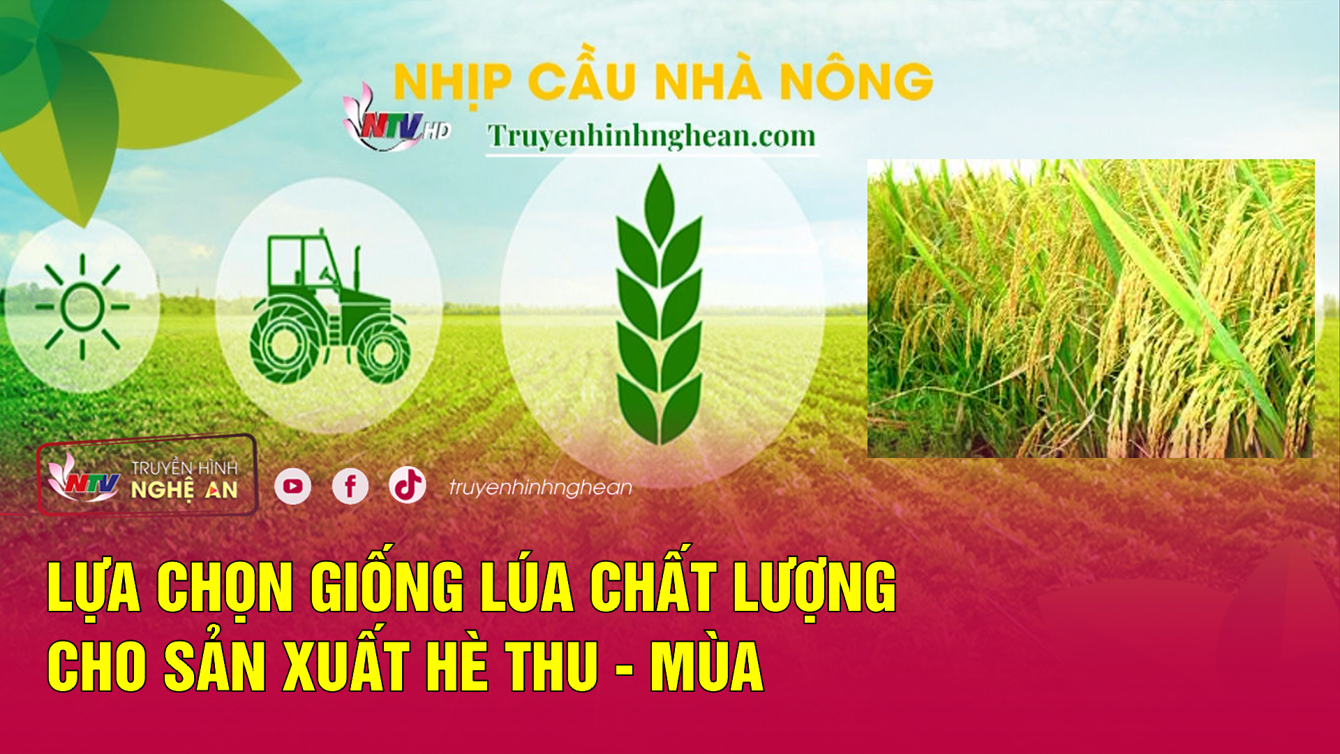 Nhịp cầu nhà nông: Lựa chọn giống lúa chất lượng cho sản xuất hè thu - mùa