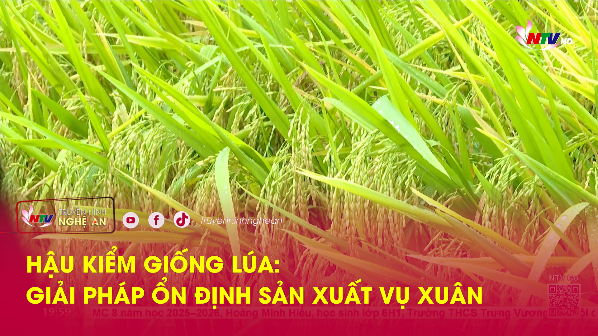Hậu kiểm giống lúa: Giải pháp ổn định sản xuất vụ Xuân