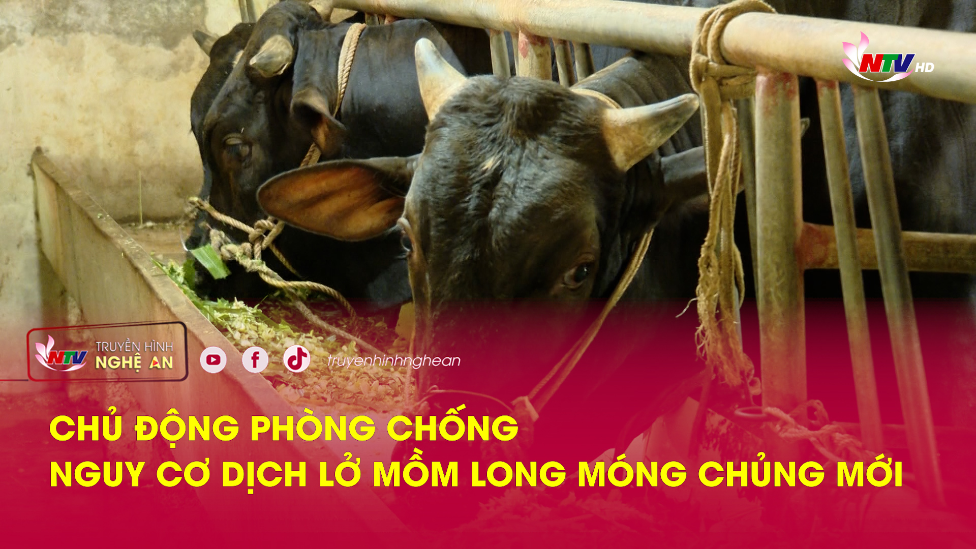 Chủ động phòng chống nguy cơ dịch lở mồm long móng chủng mới