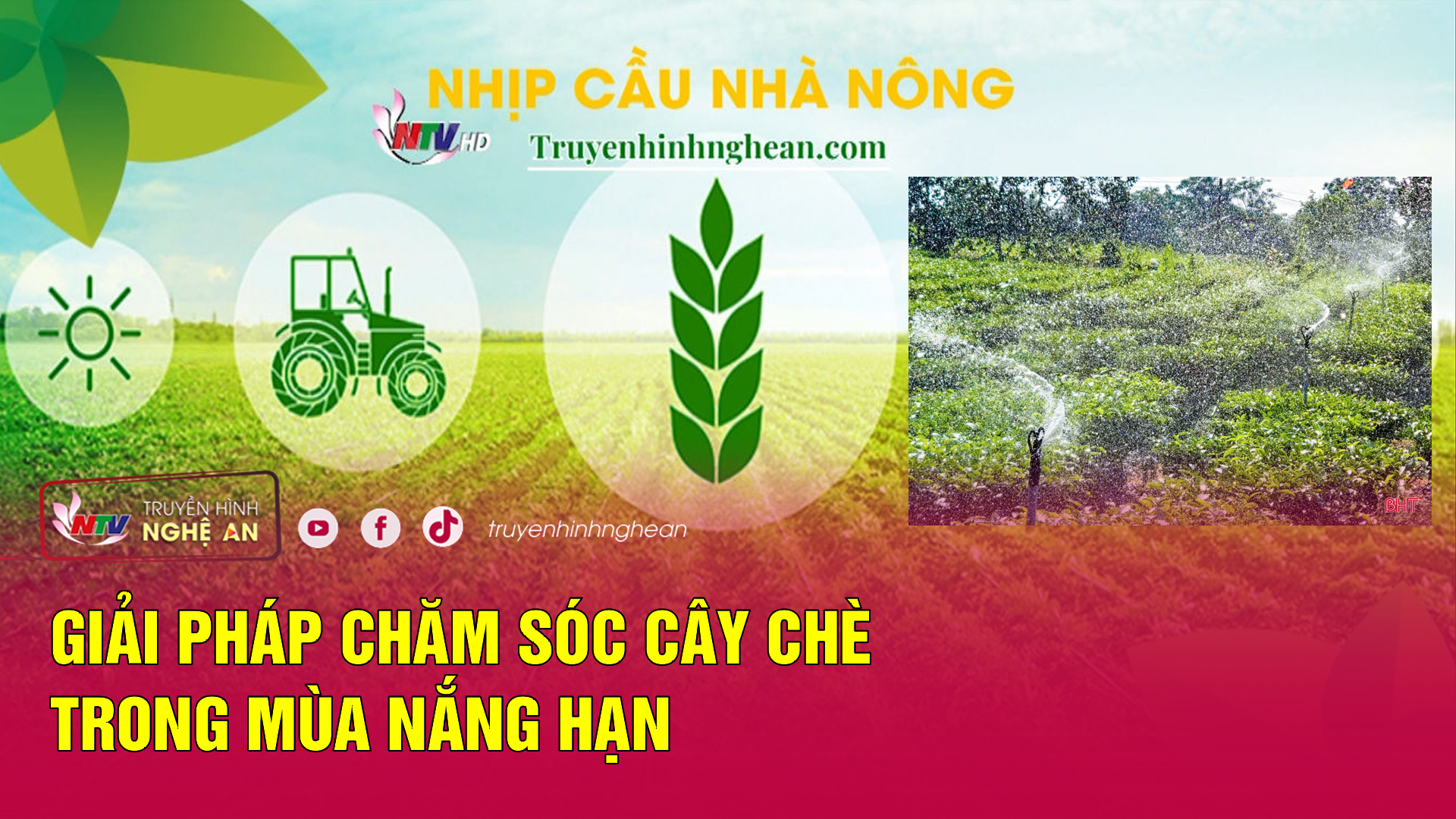 Nhịp cầu nhà nông: Giải pháp chăm sóc cây chè trong mùa nắng hạn