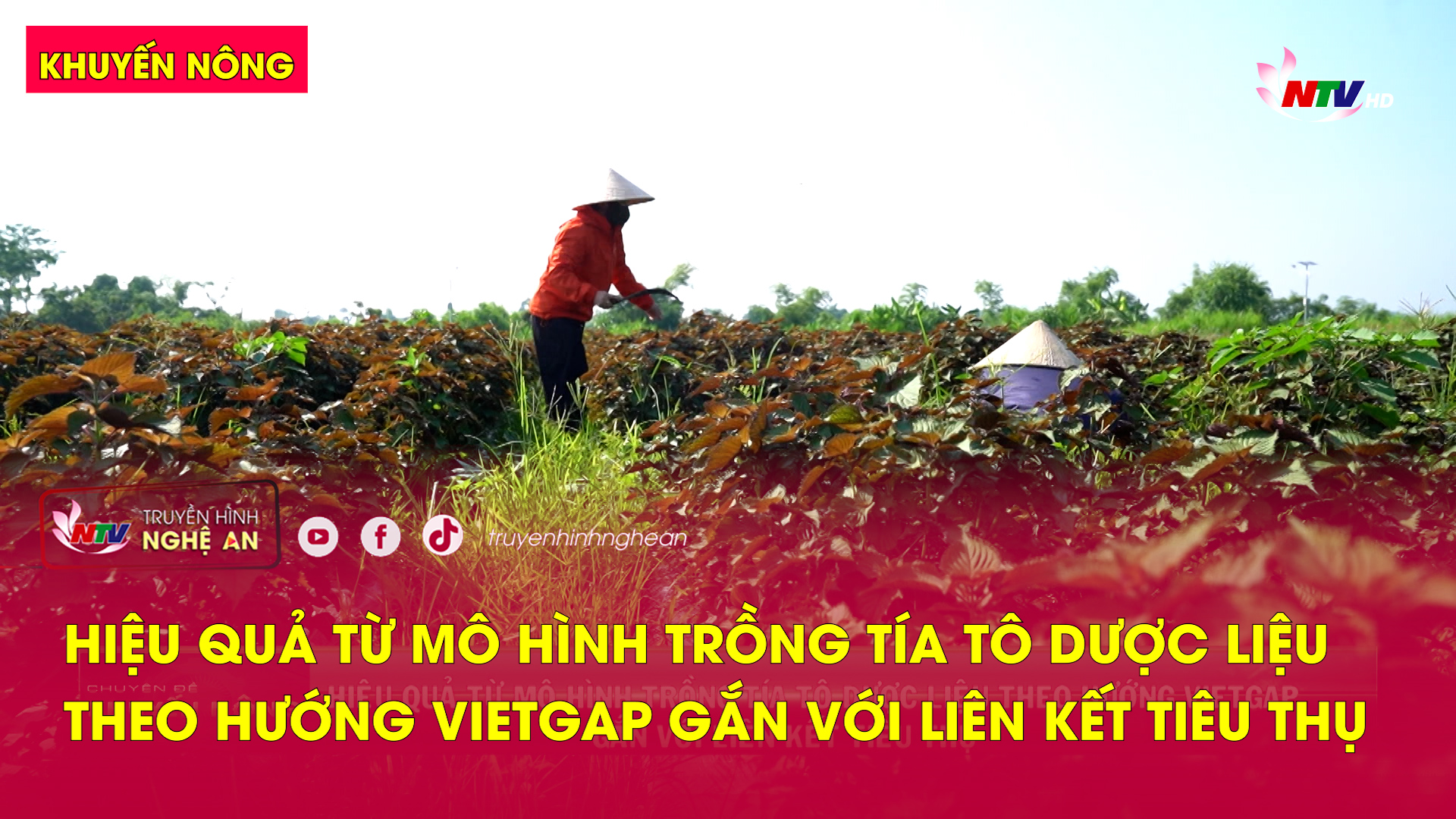 Khuyến nông: Hiệu quả từ mô hình trồng tía tô dược liệu theo hướng VIETGAP gắn với liên kết tiêu thụ