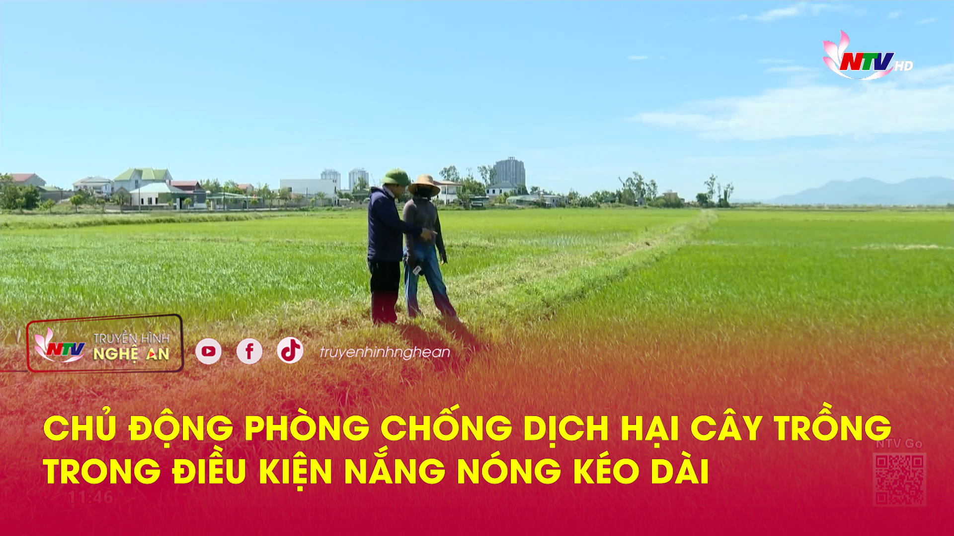 Chủ động phòng chống dịch hại cây trồng trong điều kiện nắng nóng kéo dài