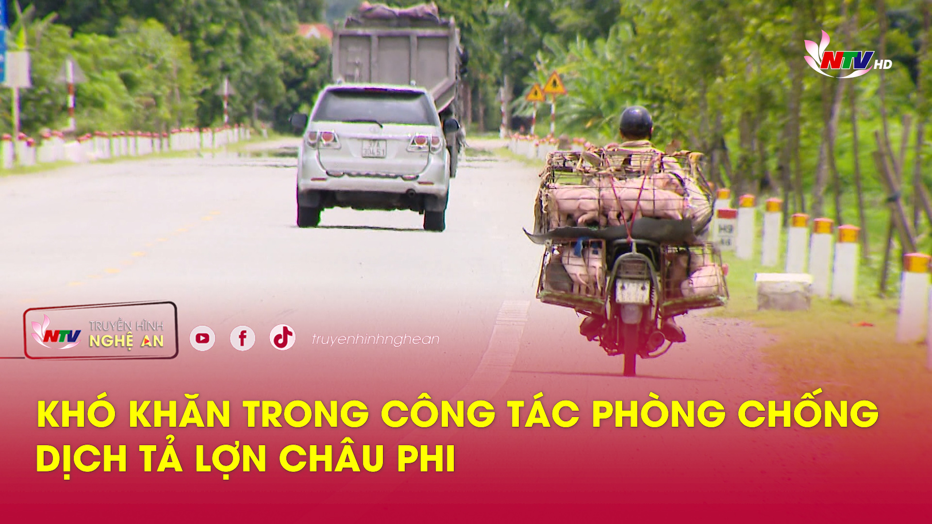 Khó khăn trong công tác phòng chống dịch tả lợn Châu Phi