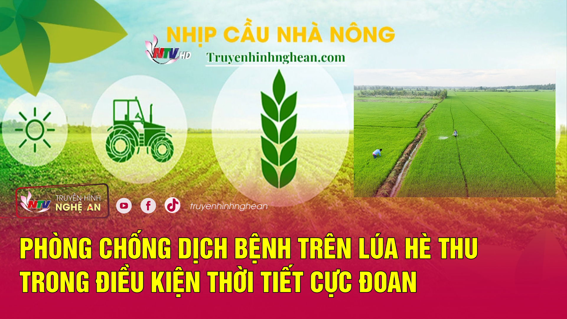 Nhịp cầu nhà nông: Phòng chống dịch bệnh trên lúa Hè Thu trong điều kiện thời tiết cực đoan