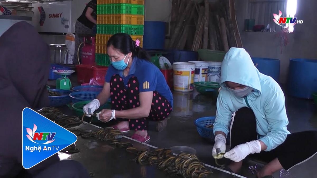 Nghề sơ chế lươn đồng ở huyện Yên Thành