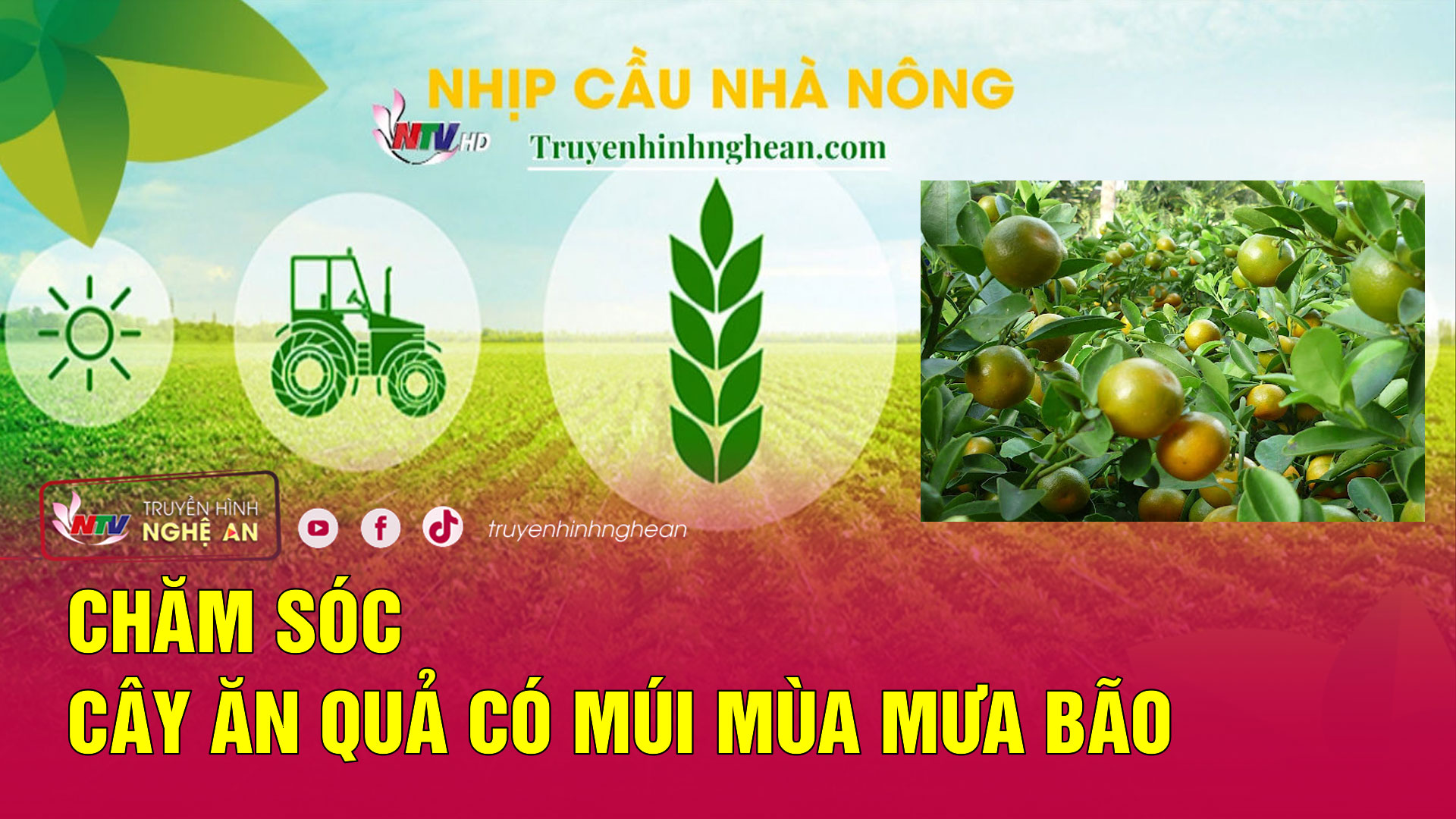 Nhịp cầu nhà nông: Chăm sóc cây ăn quả có múi mùa mưa bão