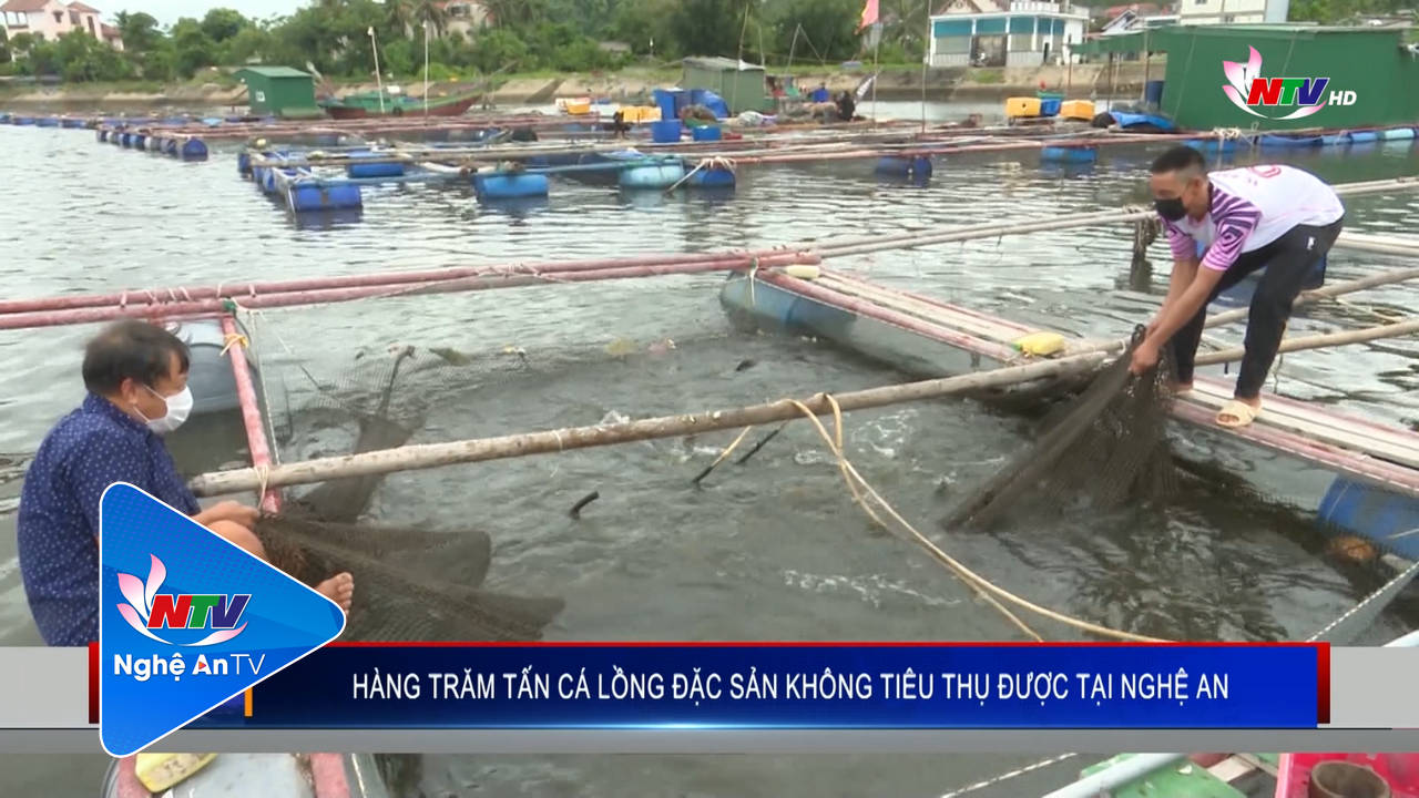 Hàng trăm tấn cá lồng đặc sản không tiêu thụ được tại Nghệ An