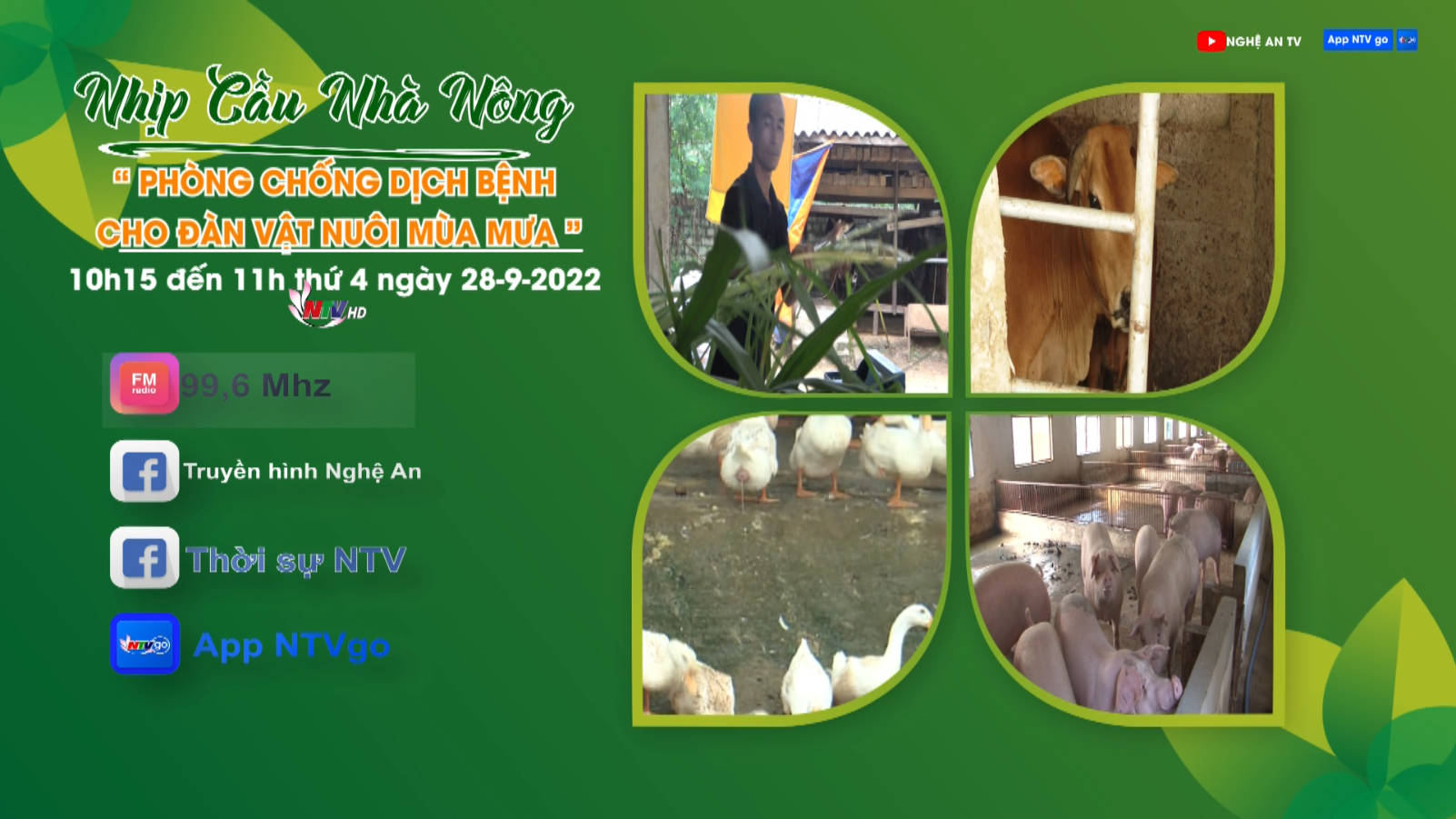 Nhịp cầu nhà nông: Phòng chống dịch bệnh đàn vật nuôi mùa mưa bão