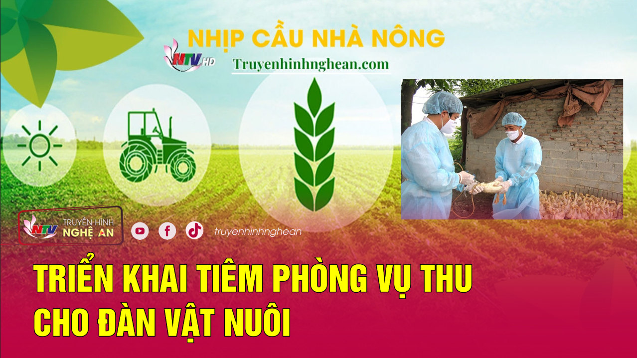 Nhịp cầu nhà nông: Triển khai tiêm phòng vụ Thu cho đàn vật nuôi