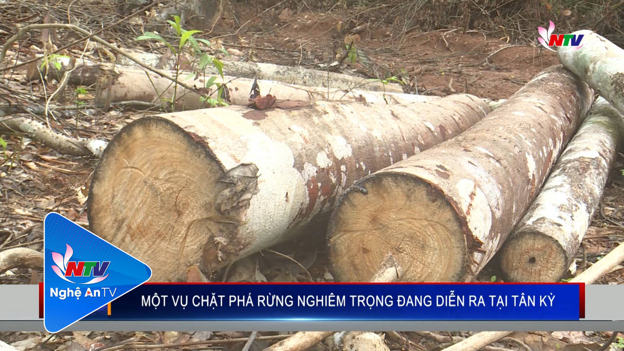 Một vụ chặt phá rừng nghiêm trọng đang diễn ra tại Tân Kỳ