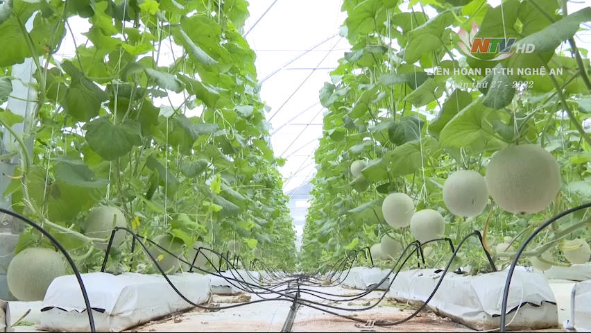 Sản xuất nông nghiệp công nghệ cao tại Thái Hòa