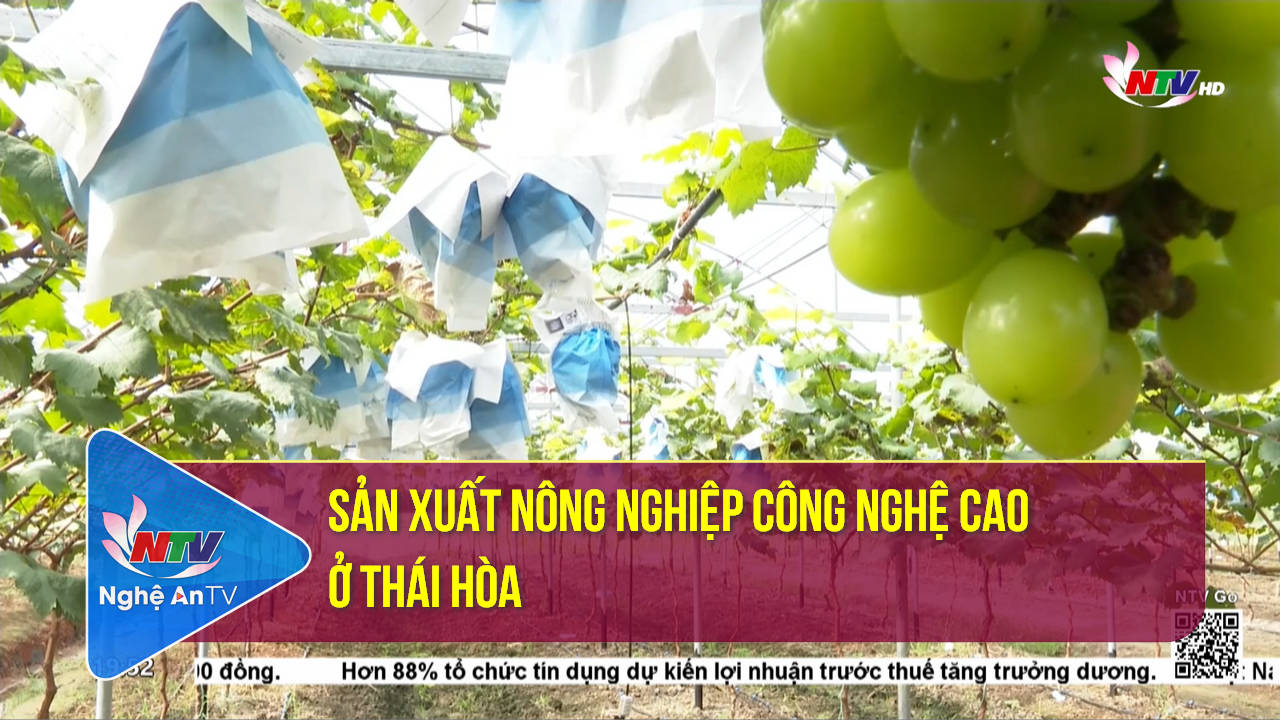 Sản xuất nông nghiệp công nghệ cao ở Thái Hòa