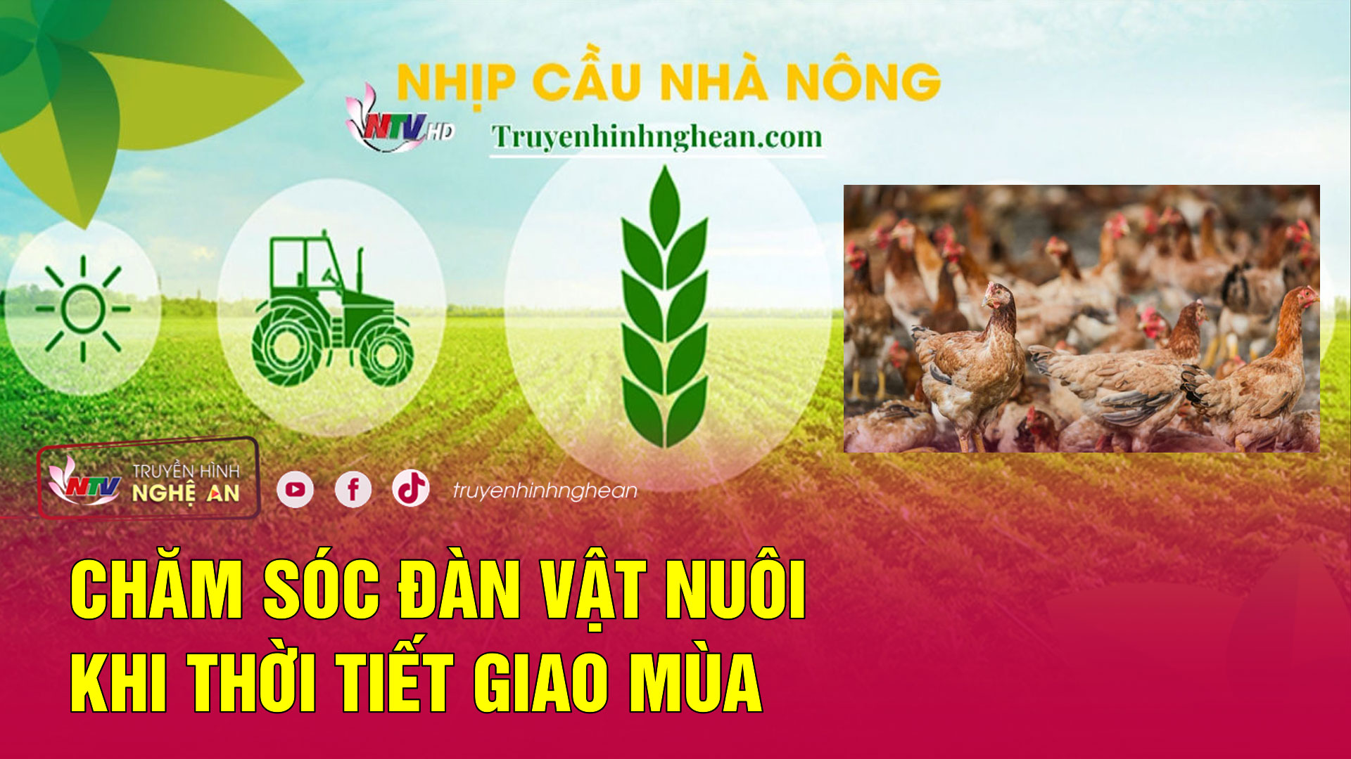 Nhịp cầu nhà nông: Chăm sóc đàn vật nuôi  khi thời tiết giao mùa