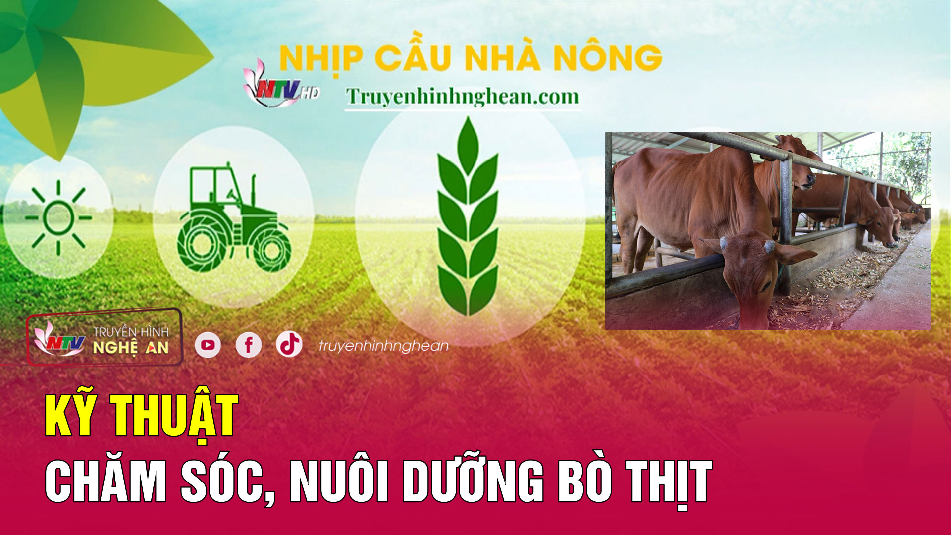 Nhịp cầu nhà nông: Kỹ thuật chăm sóc, nuôi dưỡng bò thịt