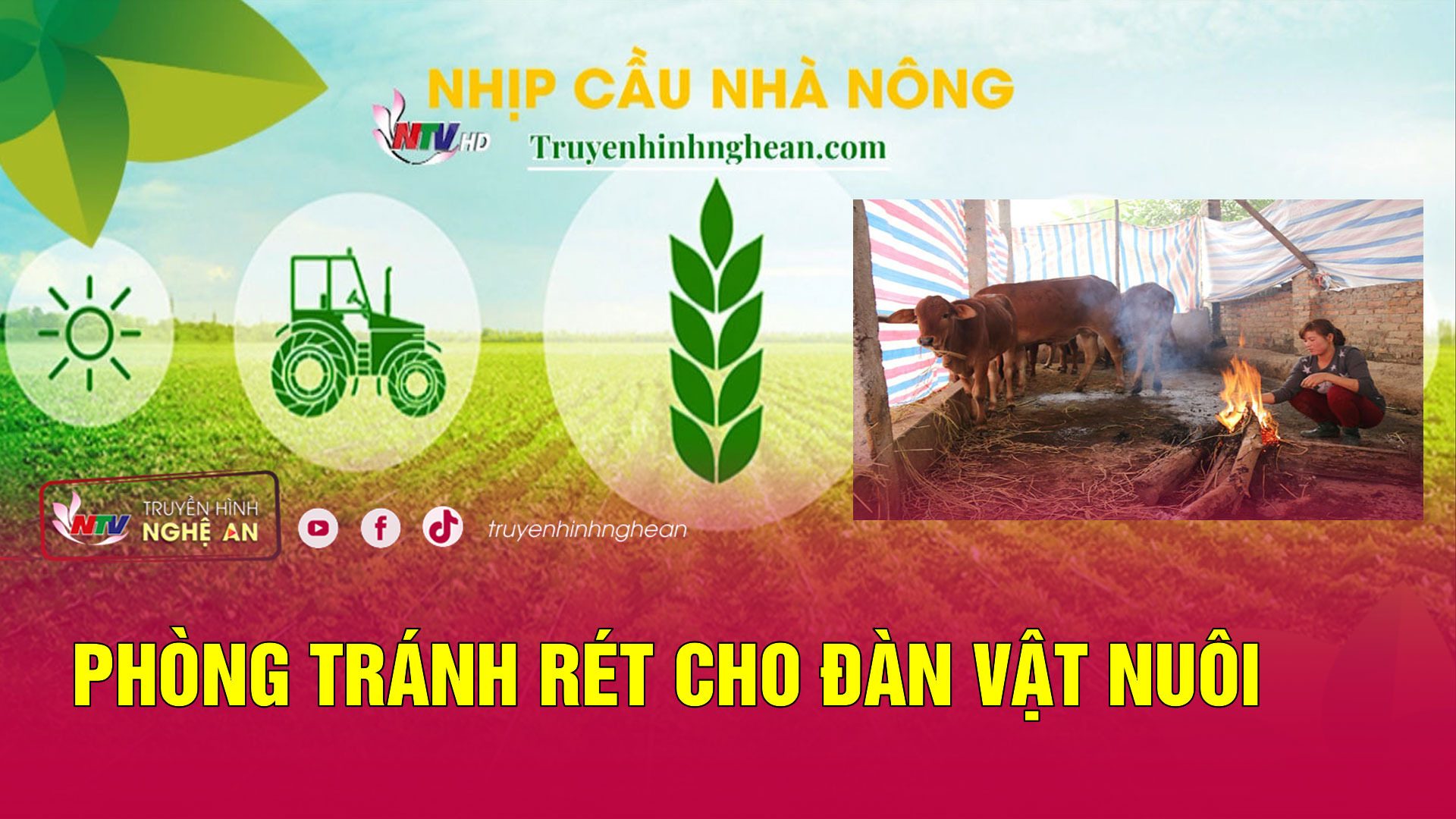 Nhịp cầu nhà nông: Phòng tránh rét cho đàn vật nuôi