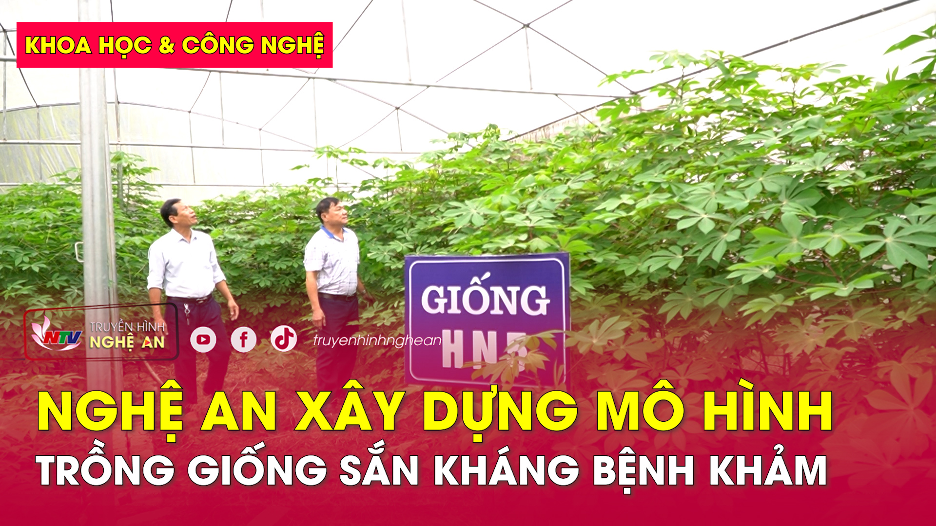 Khoa học & Công nghệ: Nghệ An xây dựng mô hình trồng giống sắn kháng bệnh khảm