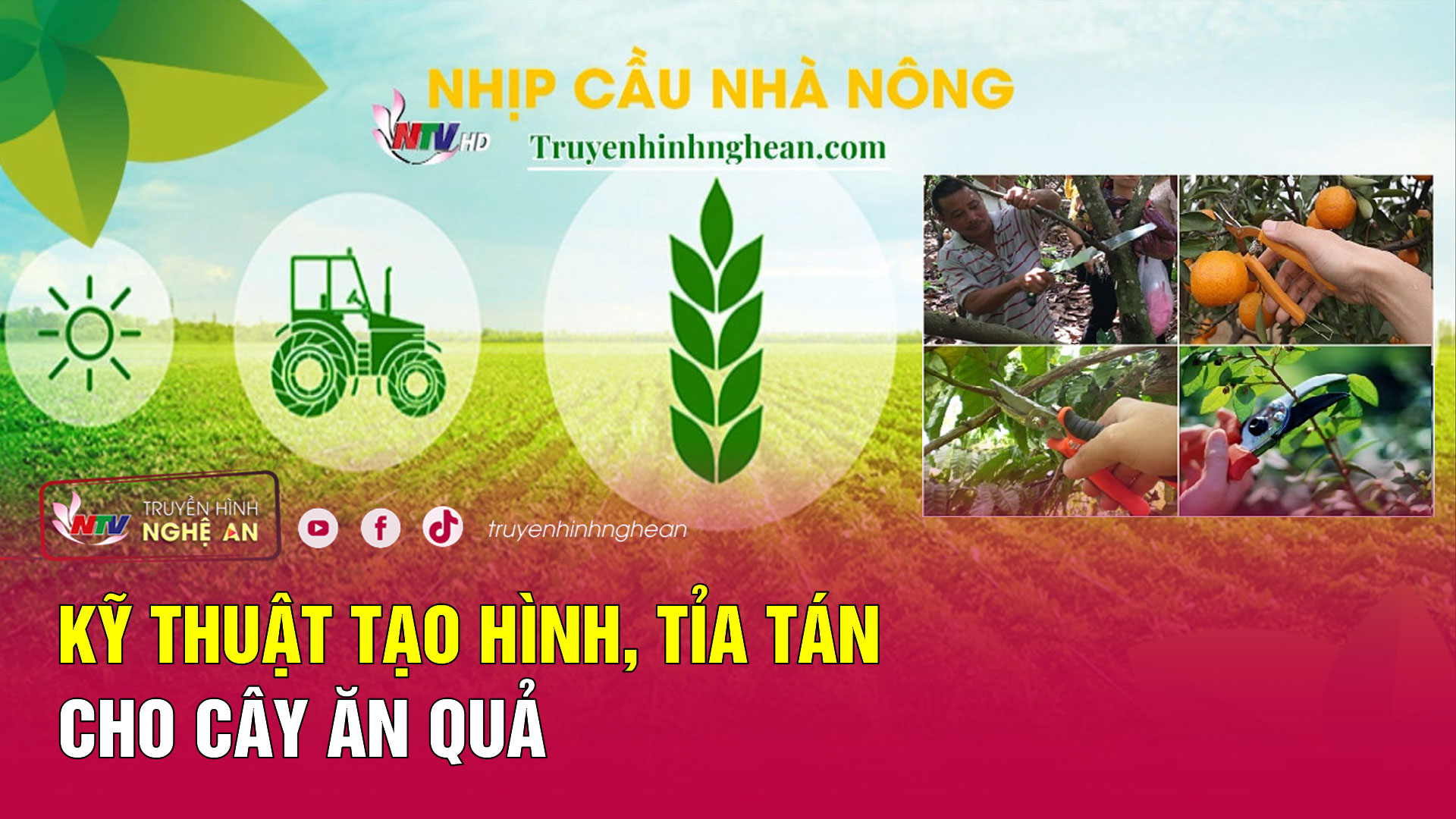 Nhịp cầu nhà nông: Kỹ  thuật tạo hình, tỉa tán cho cây ăn quả