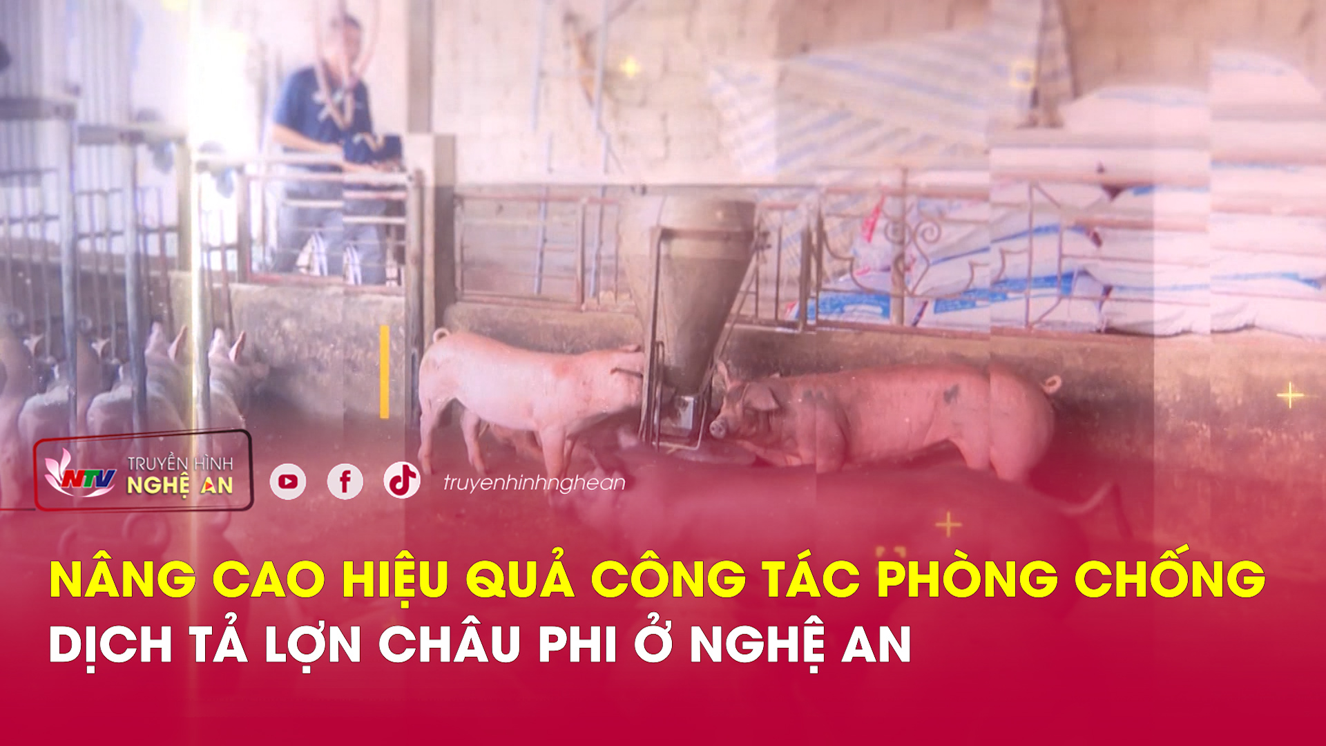 Nâng cao hiệu quả công tác phòng chống dịch tả lợn châu phi ở Nghệ An