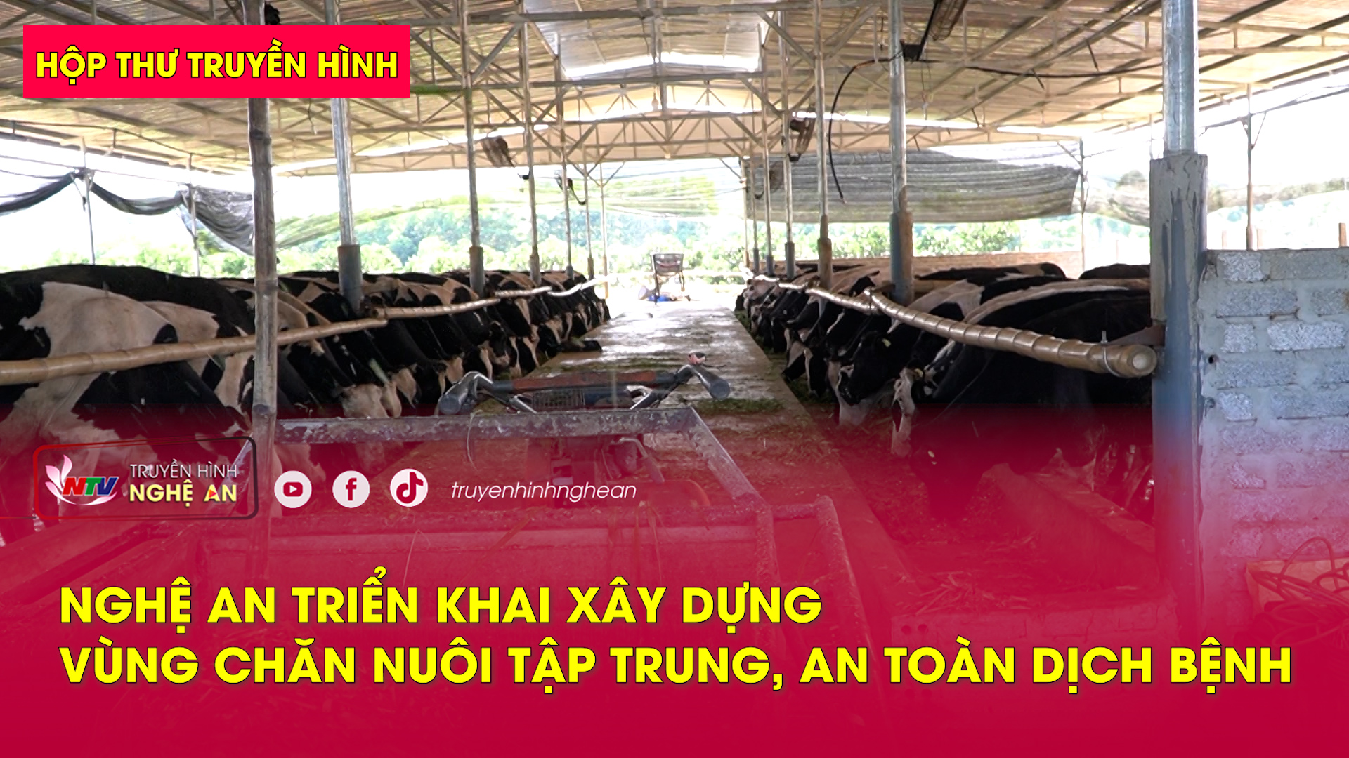 Hộp thư truyền hình: Nghệ An triển khai xây dựng vùng chăn nuôi tập trung, an toàn dịch bệnh