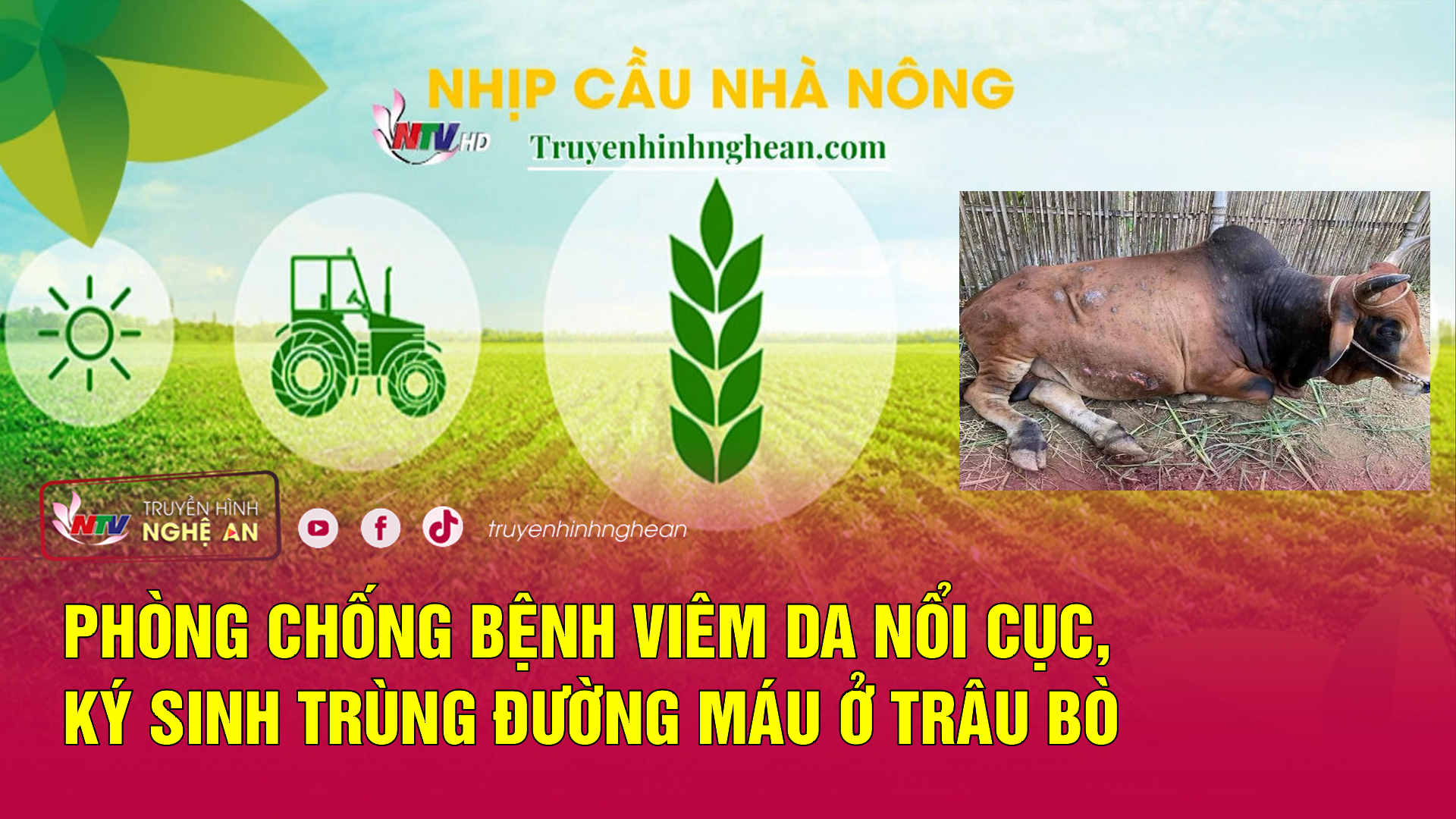 Nhịp cầu nhà nông: Phòng chống bệnh viêm da nổi cục, ký sinh trùng đường máu ở trâu bò