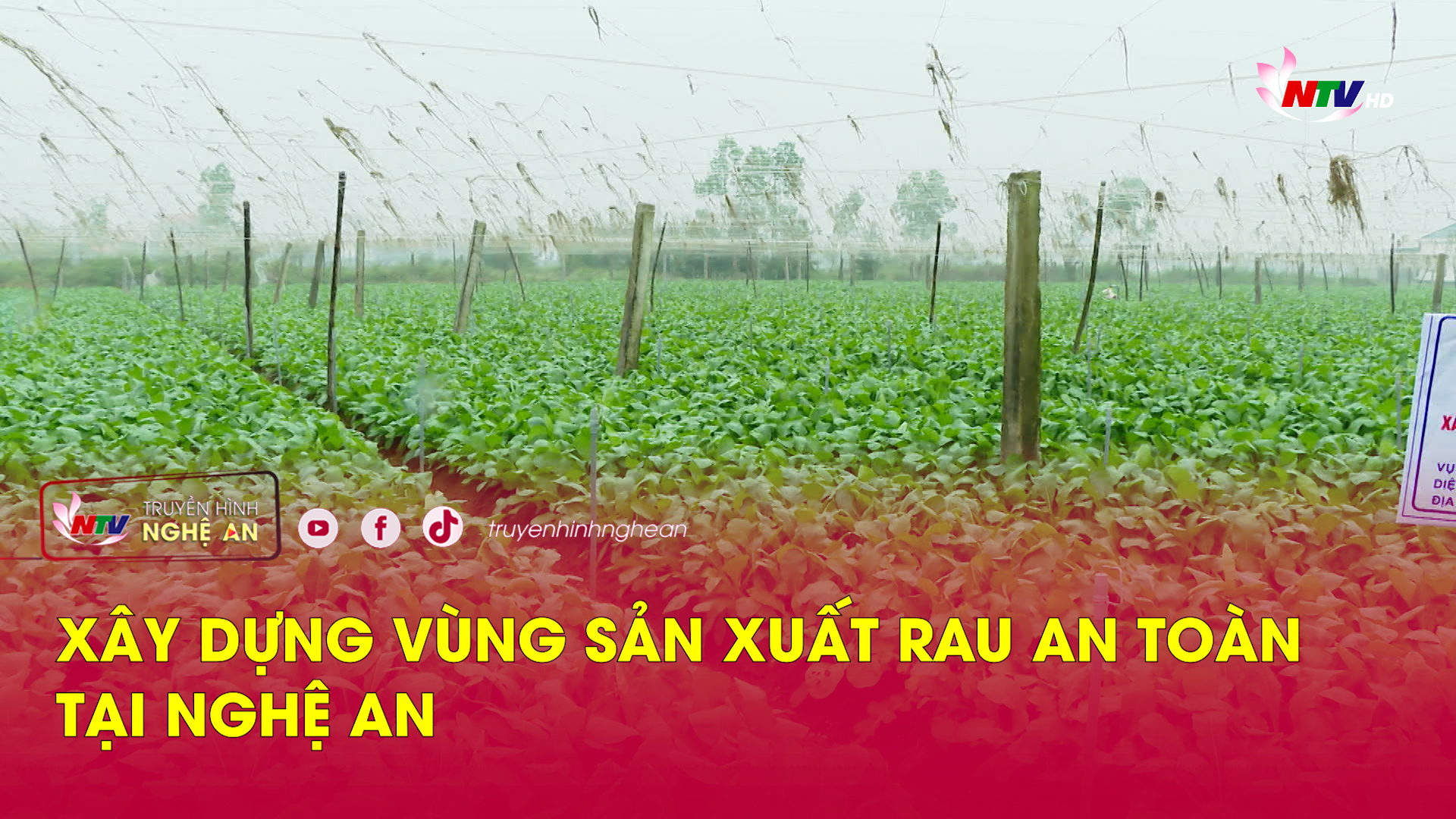 Xây dựng vùng sản xuất rau an toàn tại Nghệ An