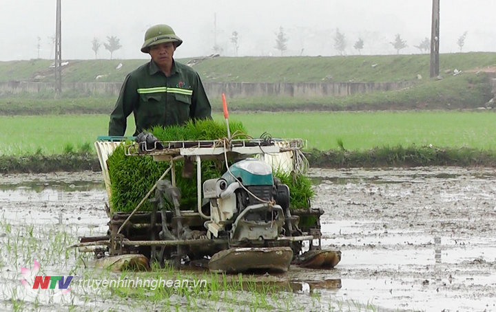 Nông dân xã Thọ Thành đưa máy cấy vào đồng ruộng đã tiết kiệm 120 ngàn đồng/sào tiền thuê nhân công cấy lúa.