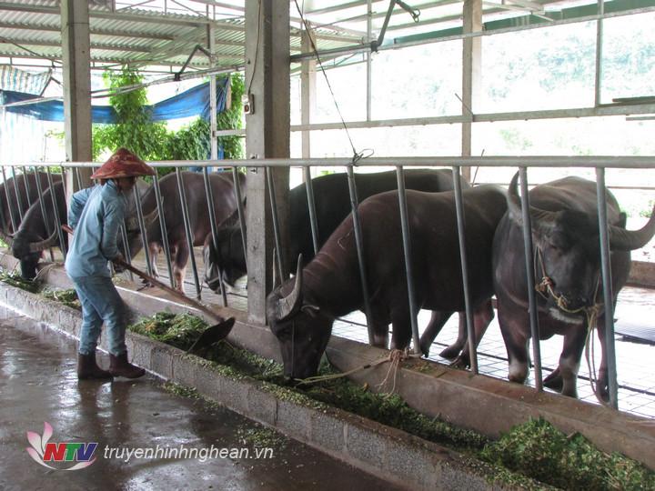 Trang trại chăn nuôi trâu nhốt vỗ béo của gia đình chị Đào Thị Thu Hương xóm Xuân Sơn