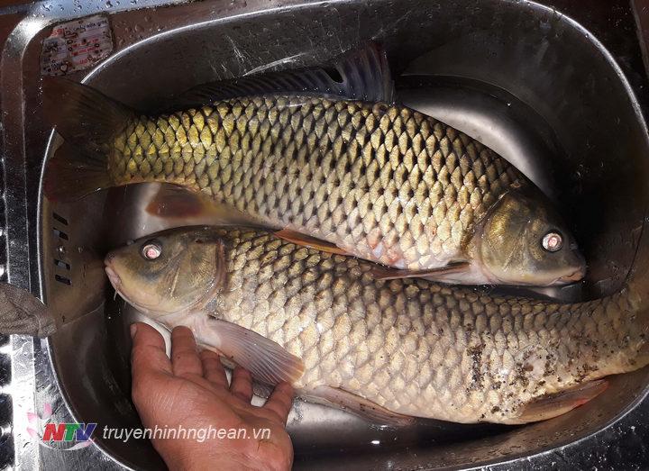 Cá Chép là loài cá thường được người Thái dùng để chế biến thành món ăn đặt lên mâm cúng tổ tiên mỗi dịp tết đến xuân về (1)