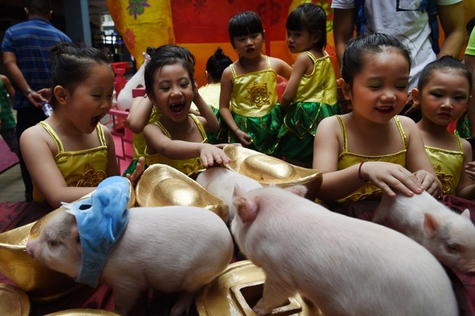 Trẻ em vui vẻ chạm vào các chú lợn trong  sự kiện chào mừng Tết Kỷ Hợi ở phố người Hoa tại Manila, thủ đô Philipppines hôm 1/2.