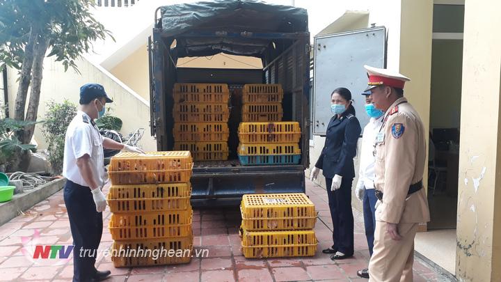 Diễn Châu bắt vụ vận chuyển 350 con gà thịt không rõ nguồn gốc