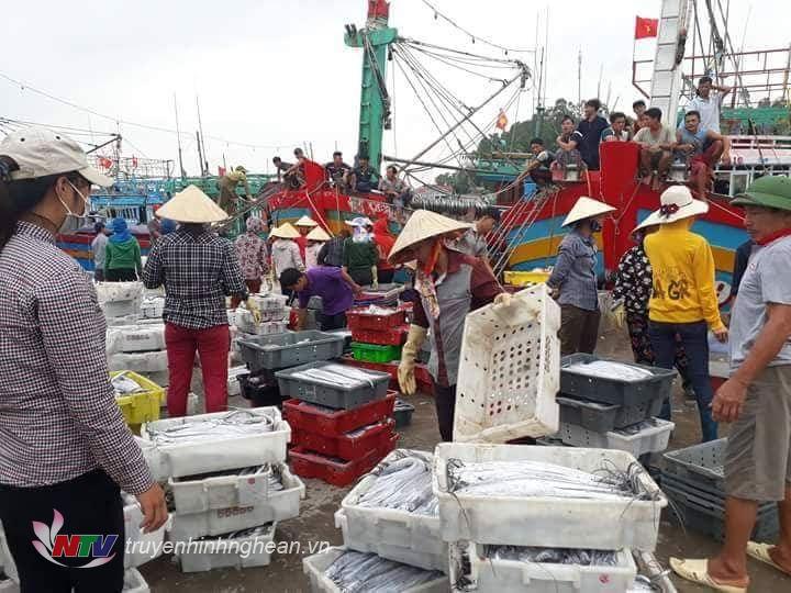 Quỳnh Lưu ngư dân được mùa khai thác cá vụ Bắc