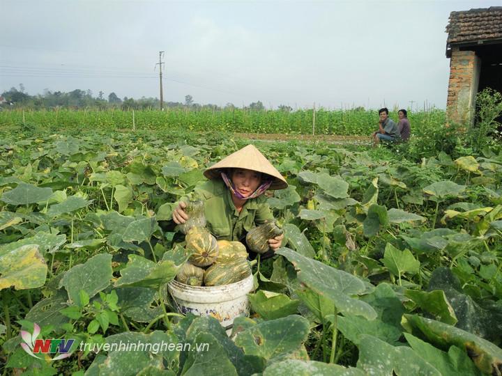 Vụ đông năm nay gia đình chị Nguyễn Thị Toàn, thôn 1/5 xã Cẩm Sơn trồng 3 sào trên đất bãi