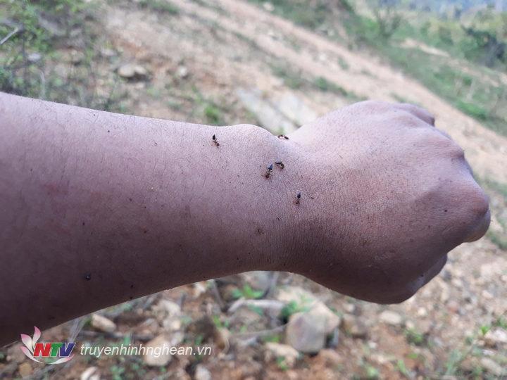 8. Dù không có nọc độc nhưng thợ săn kiến cũng chịu không ít đau đớn do kiến thợ tấn công.